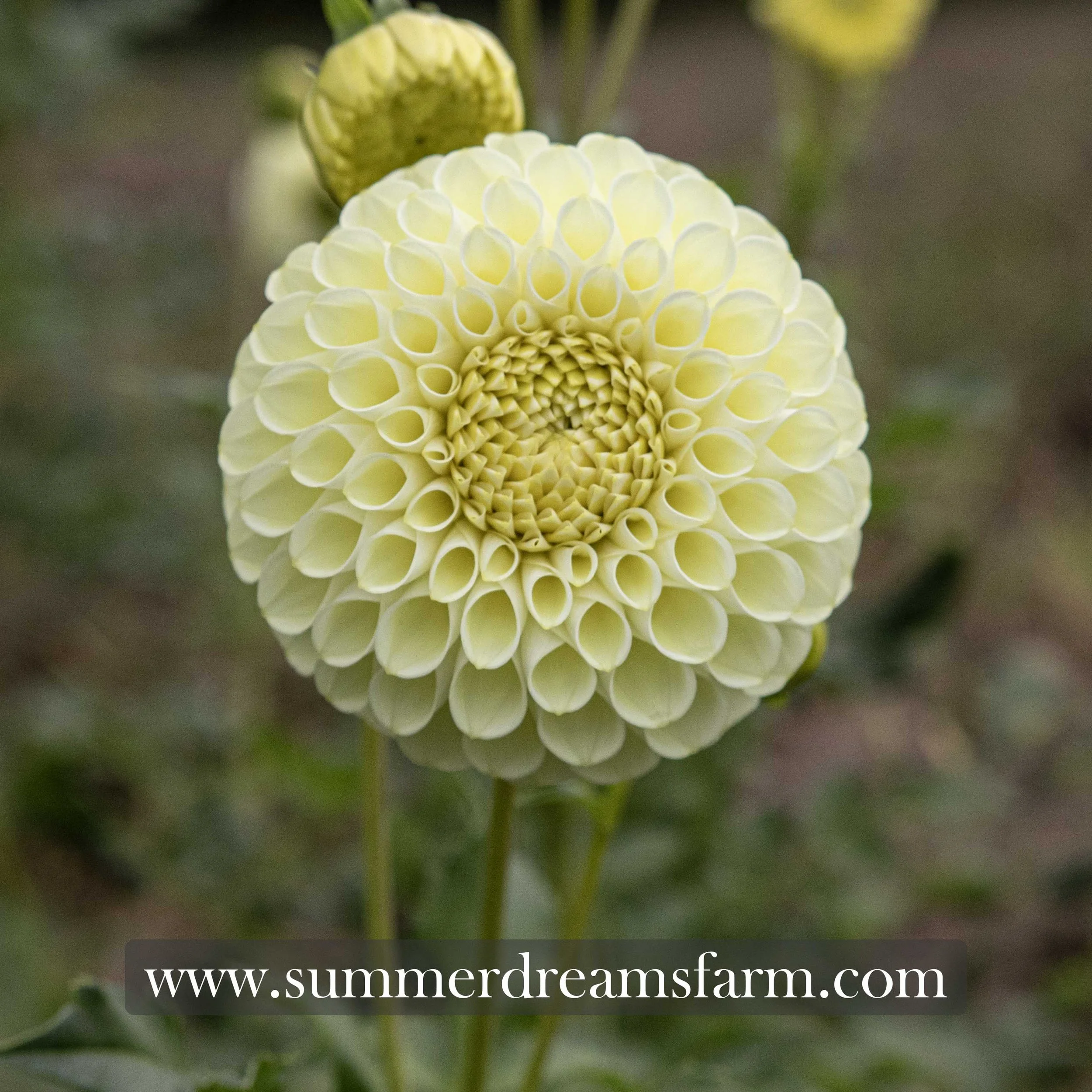 Dahlia - MM Buttercream 1.jpg