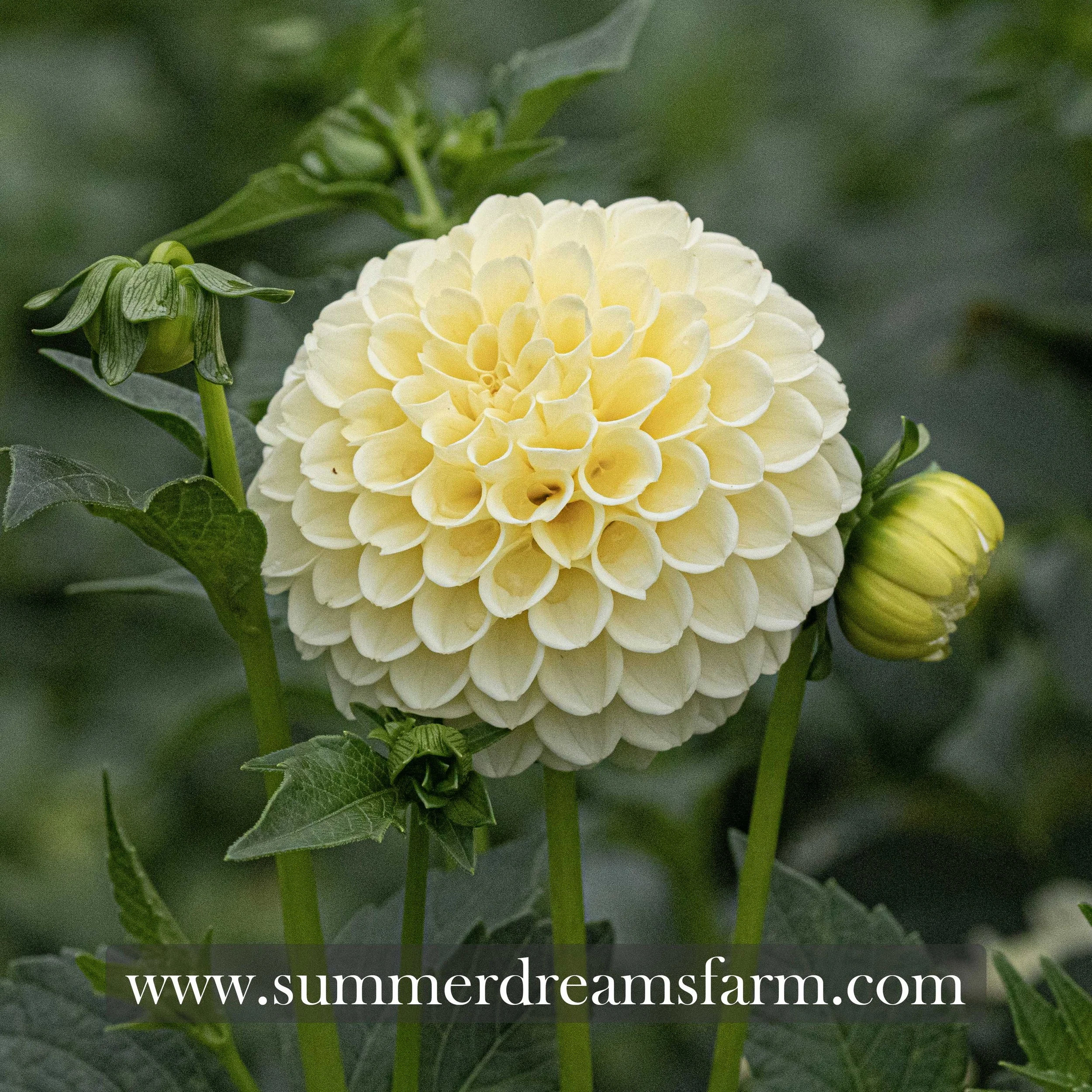 Dahlia - Creamy 1.jpg