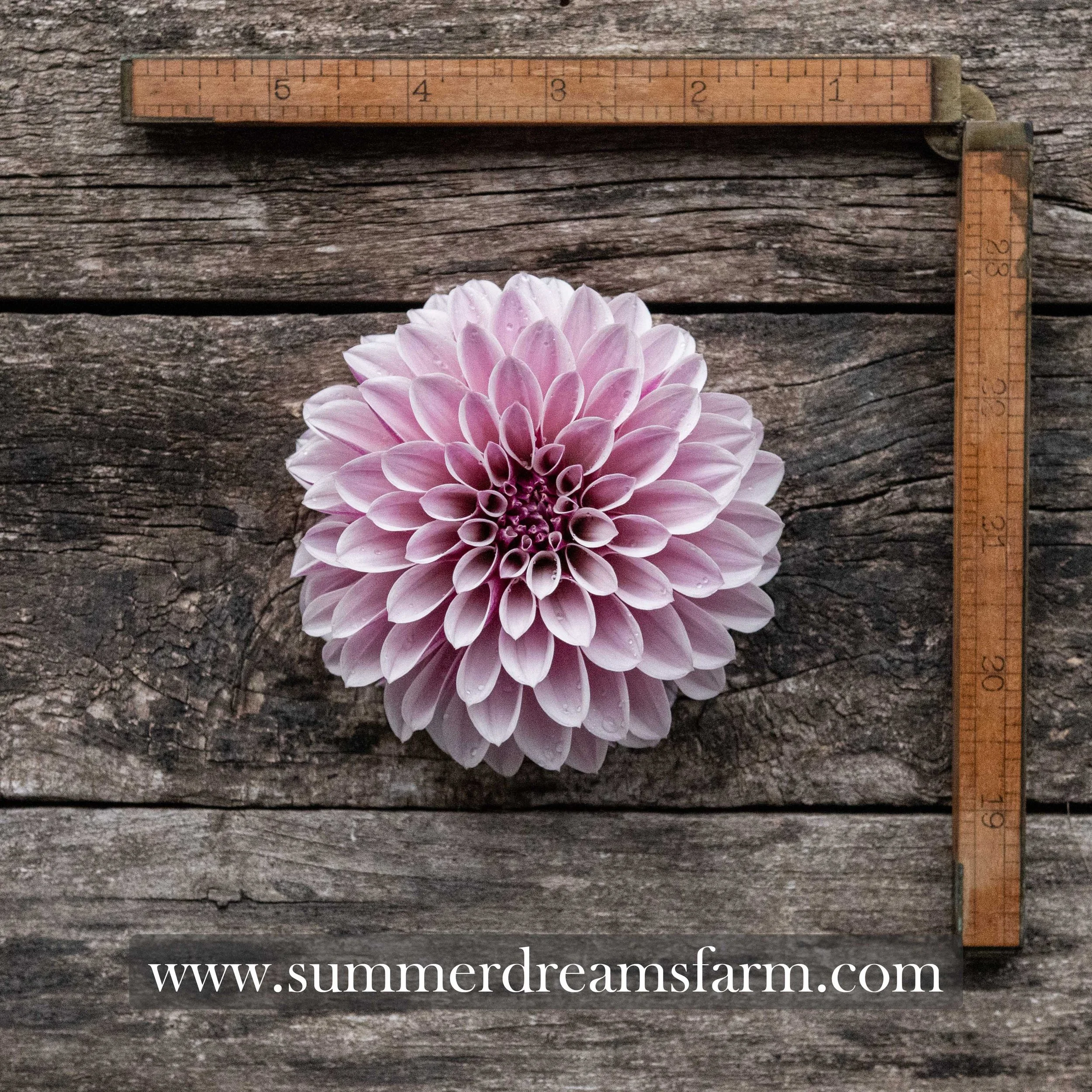 Dahlia - Salish Twilight Girl.jpg