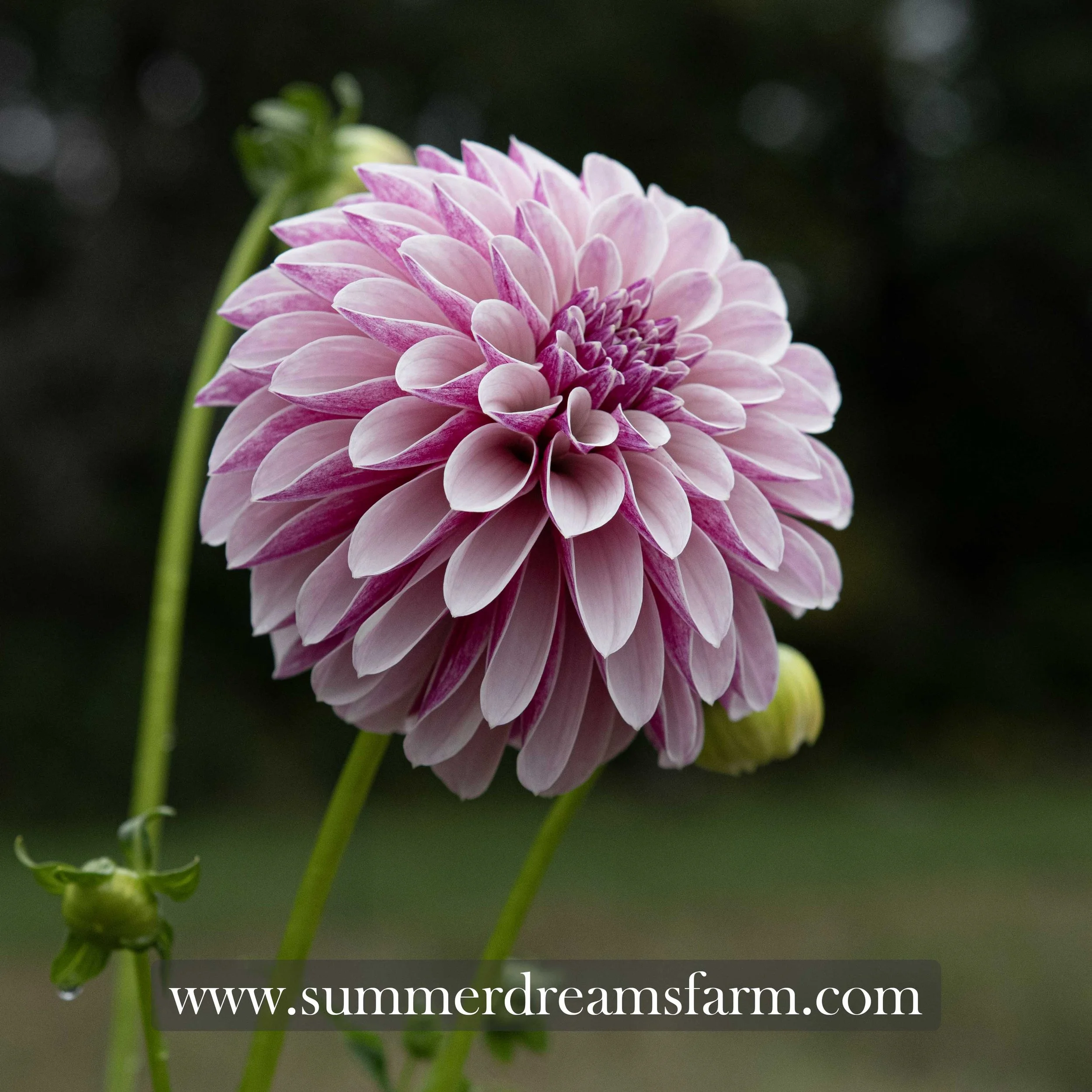 Dahlia - Salish Twilight Girl 2.jpg