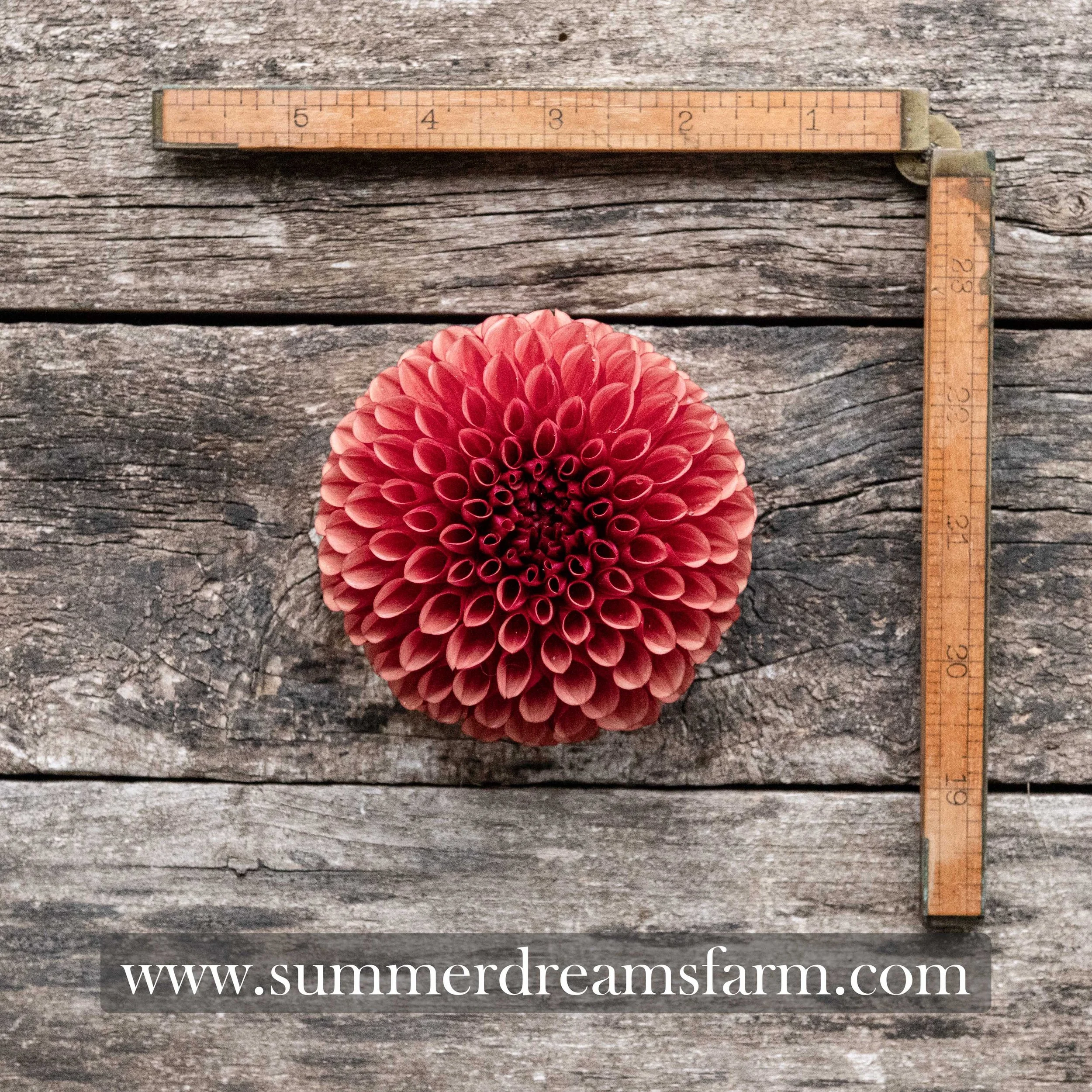 Dahlia - Copper Boy.jpg