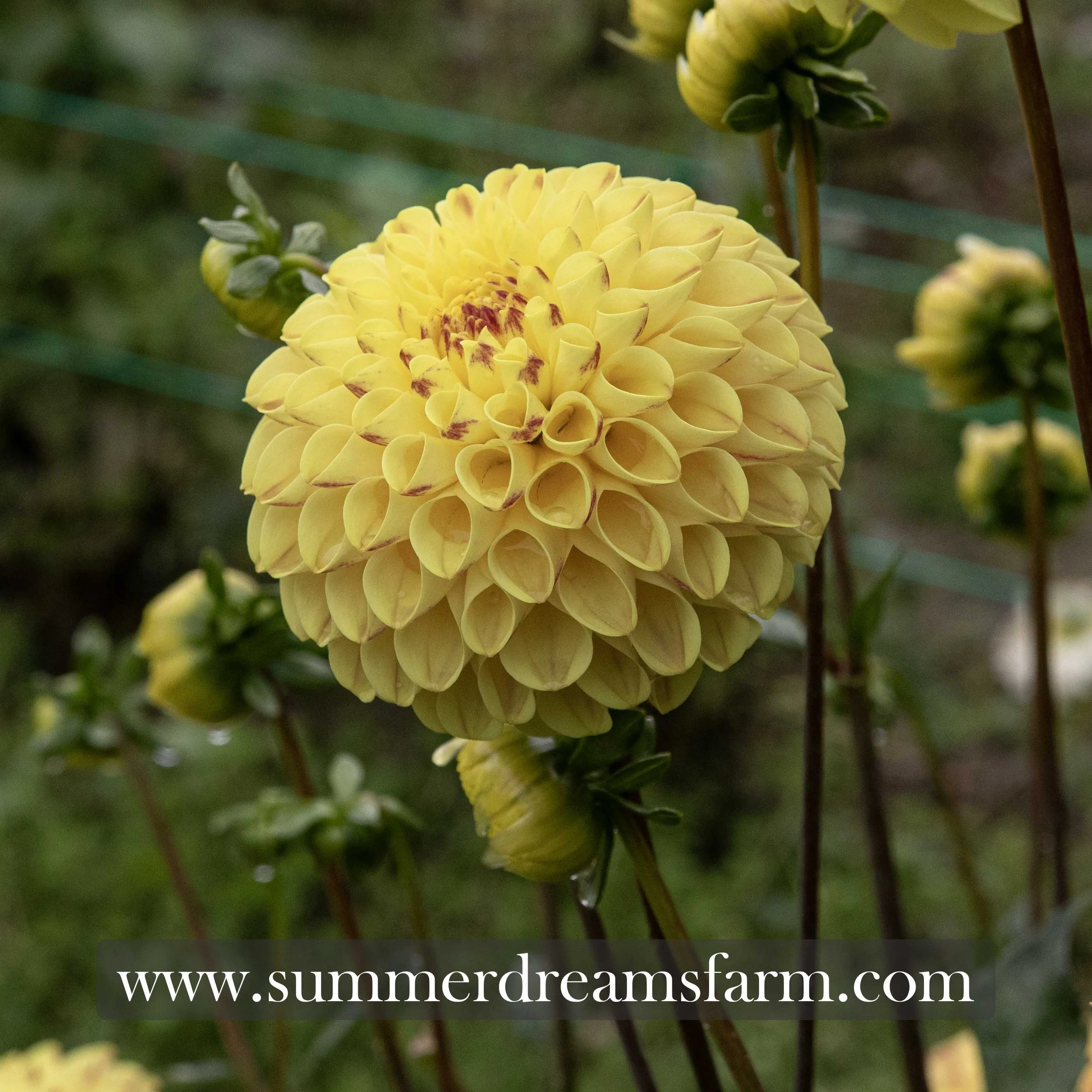 Dahlia - Ferncliff Spice 1.jpg