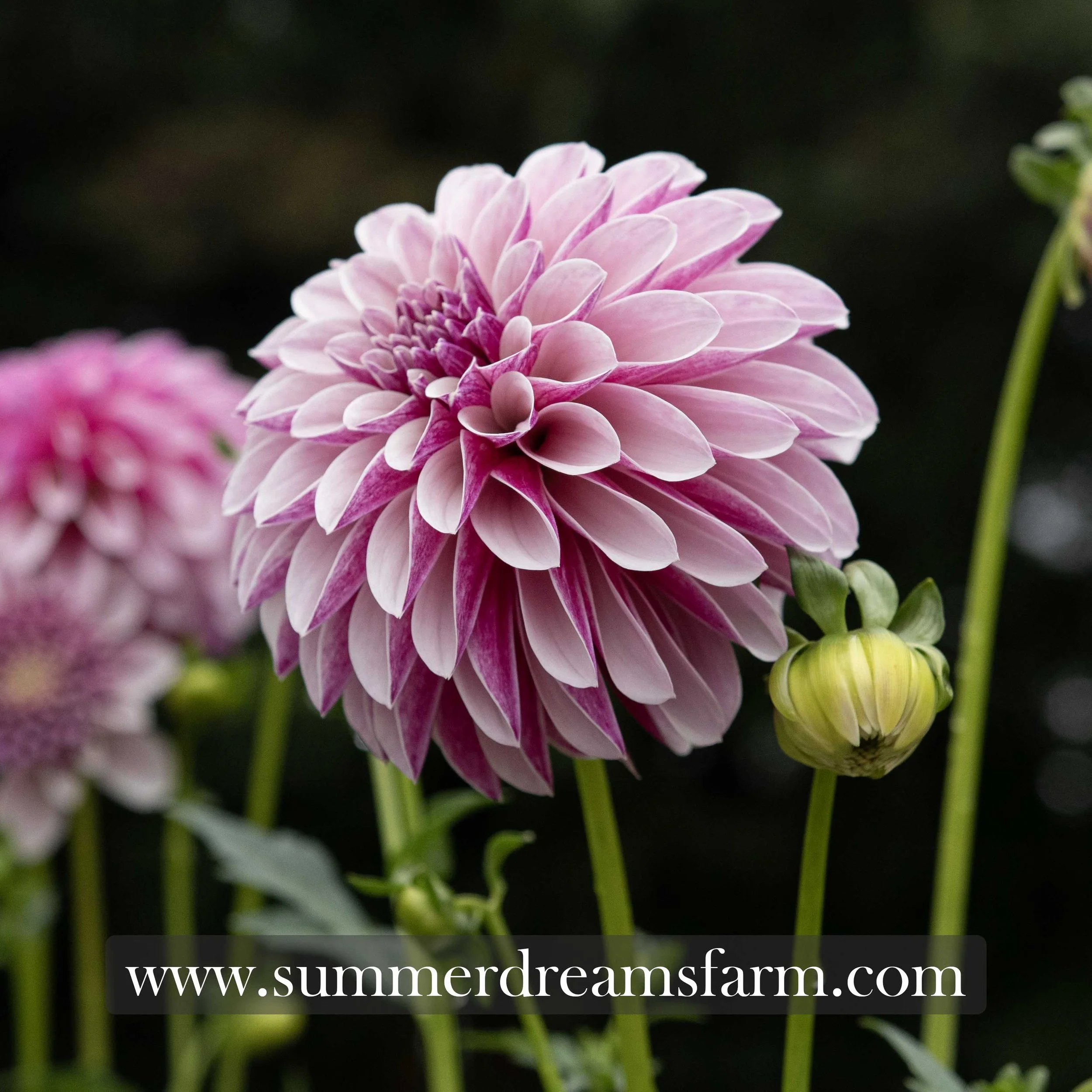 Dahlia - Salish Twilight Girl 1.jpg