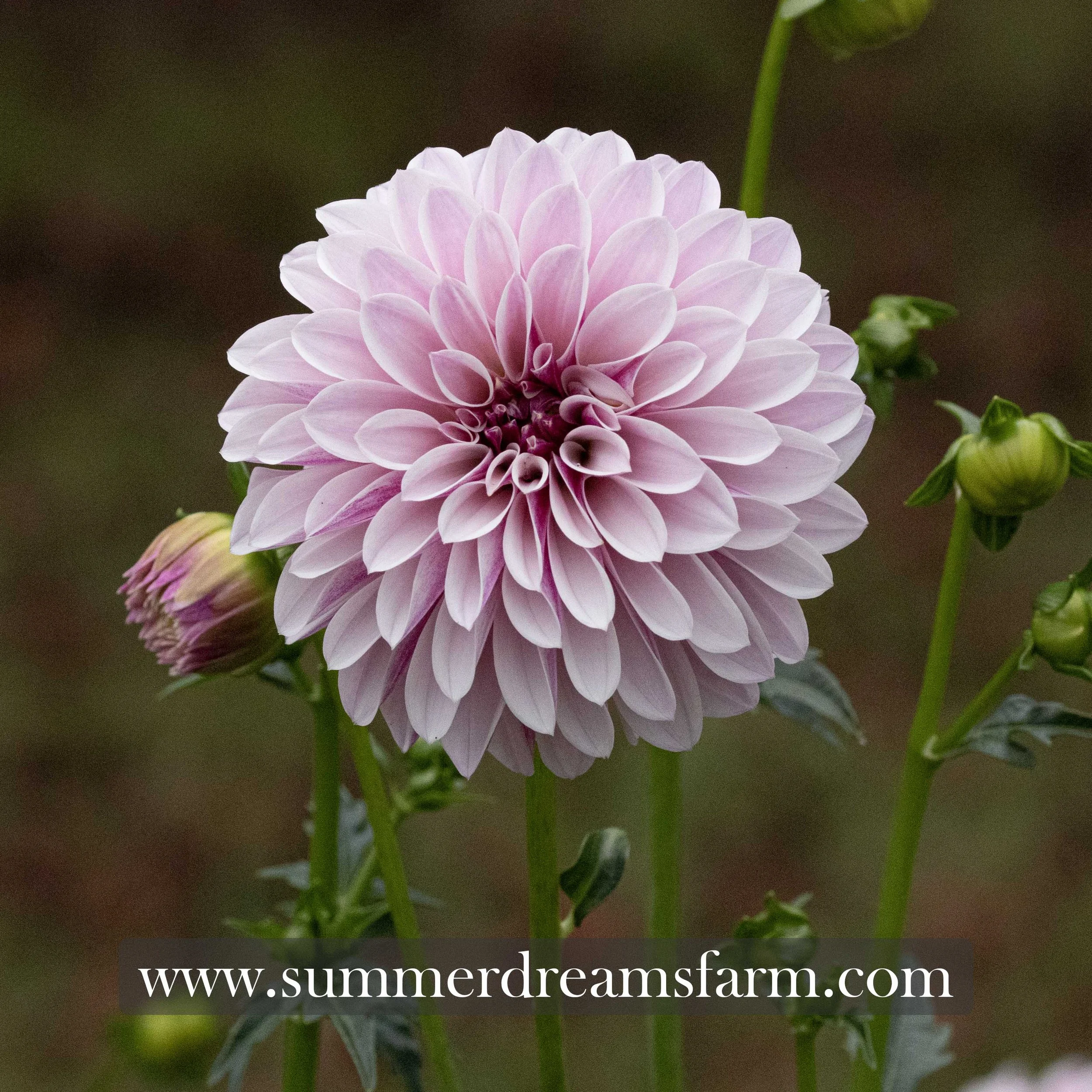 Dahlia - Salish Twilight Girl 3.jpg