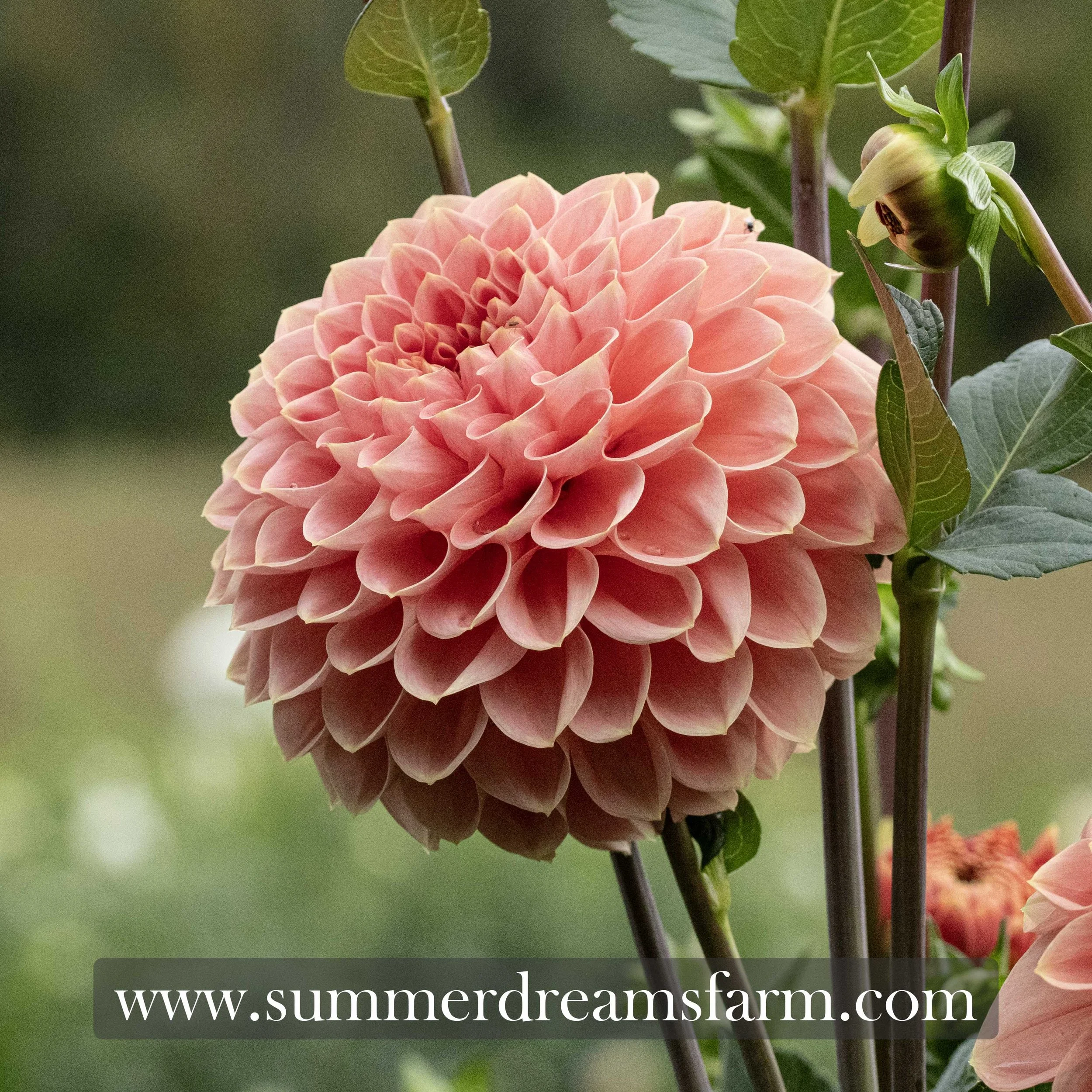 Dahlia - Romance 1.jpg