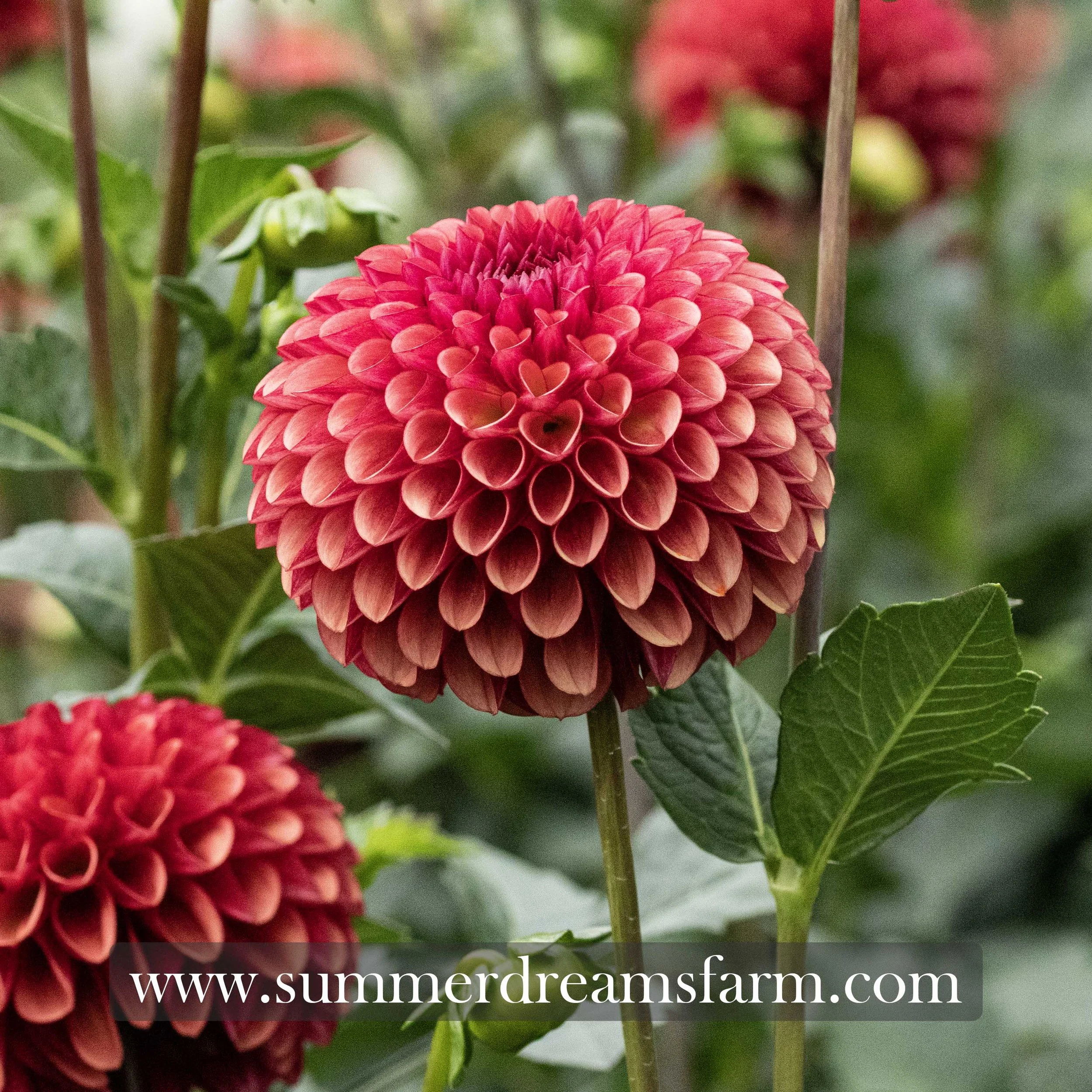 Dahlia - Copper Boy 1.jpg