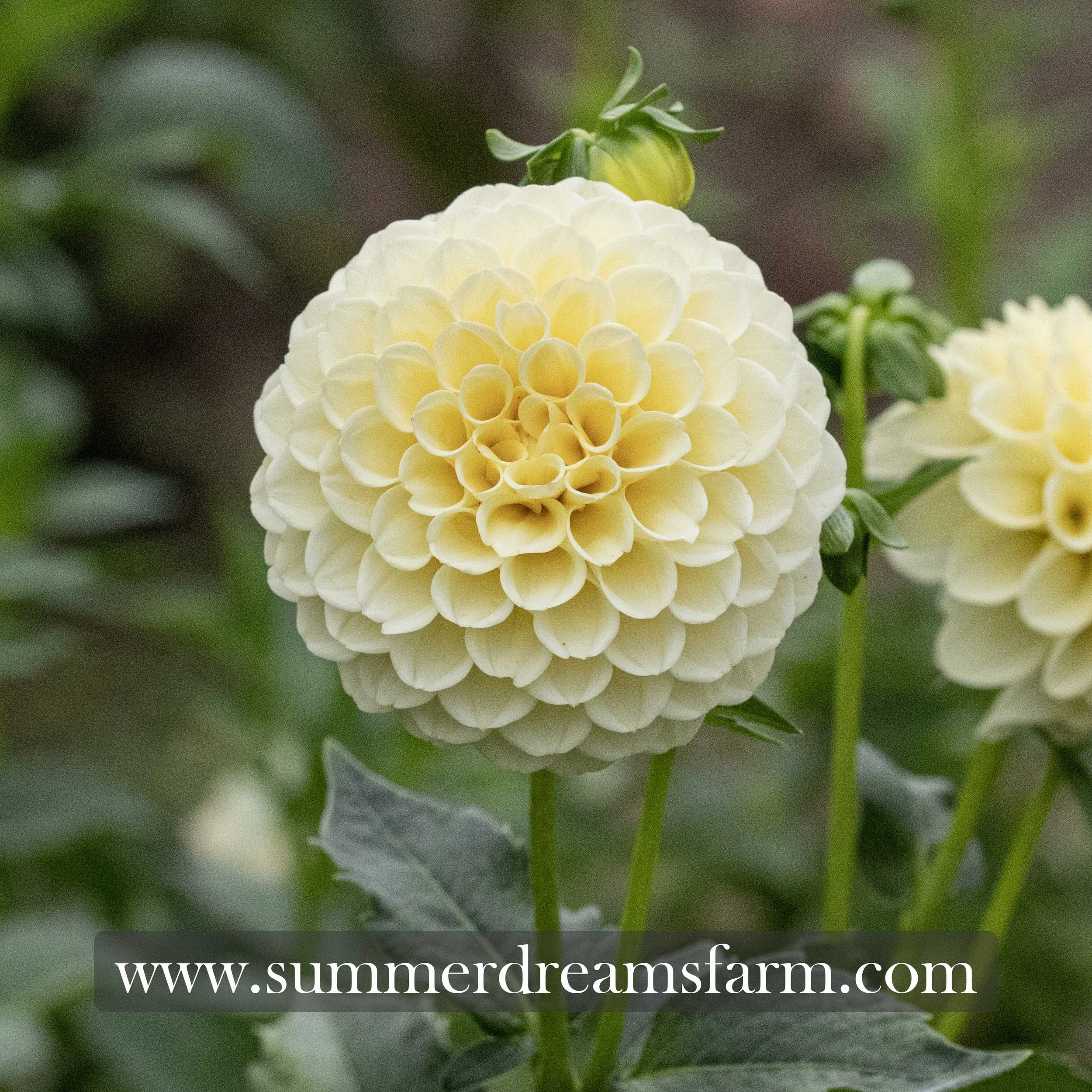 Dahlia - Creamy 2.jpg