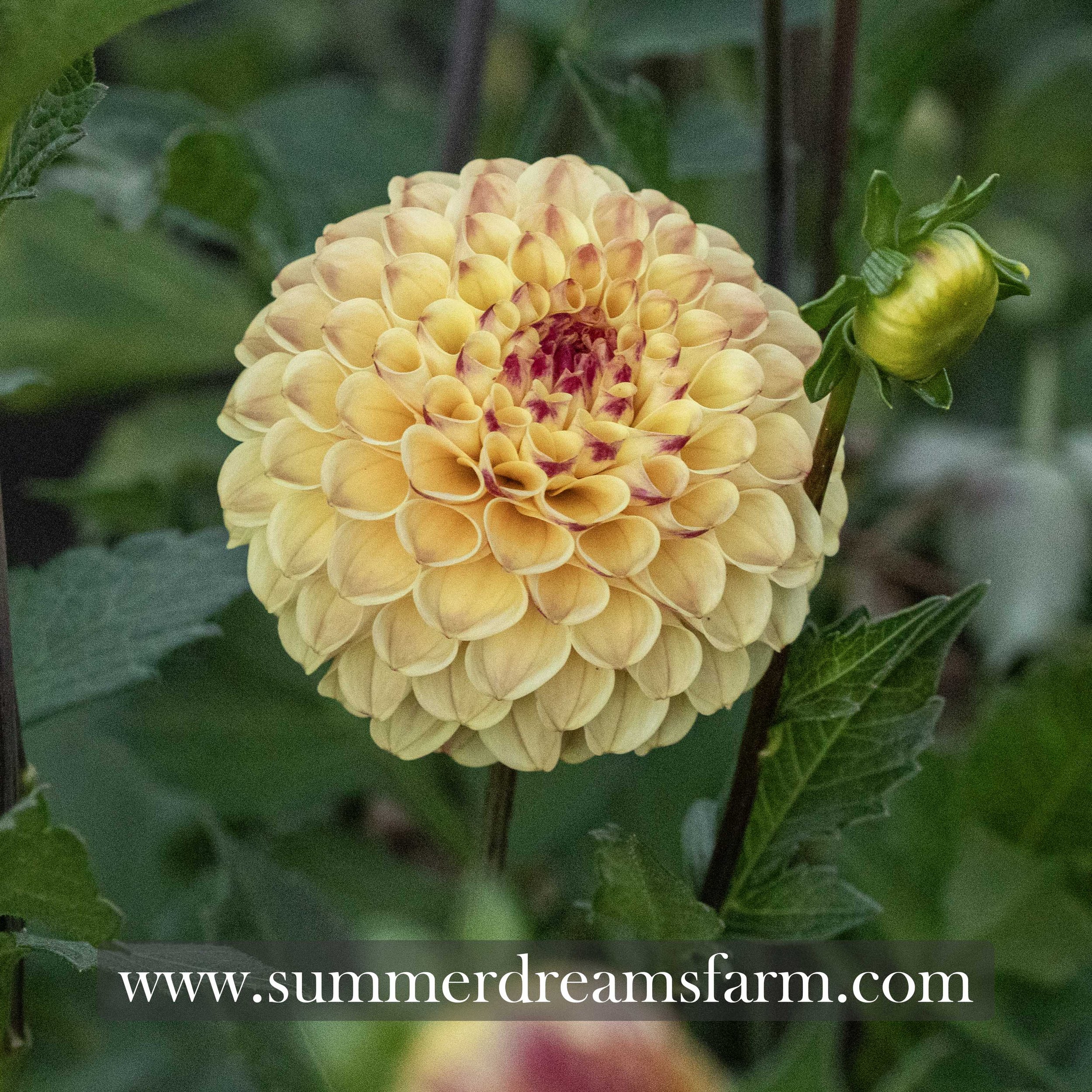 Dahlia - Ferncliff Spice 2.jpg