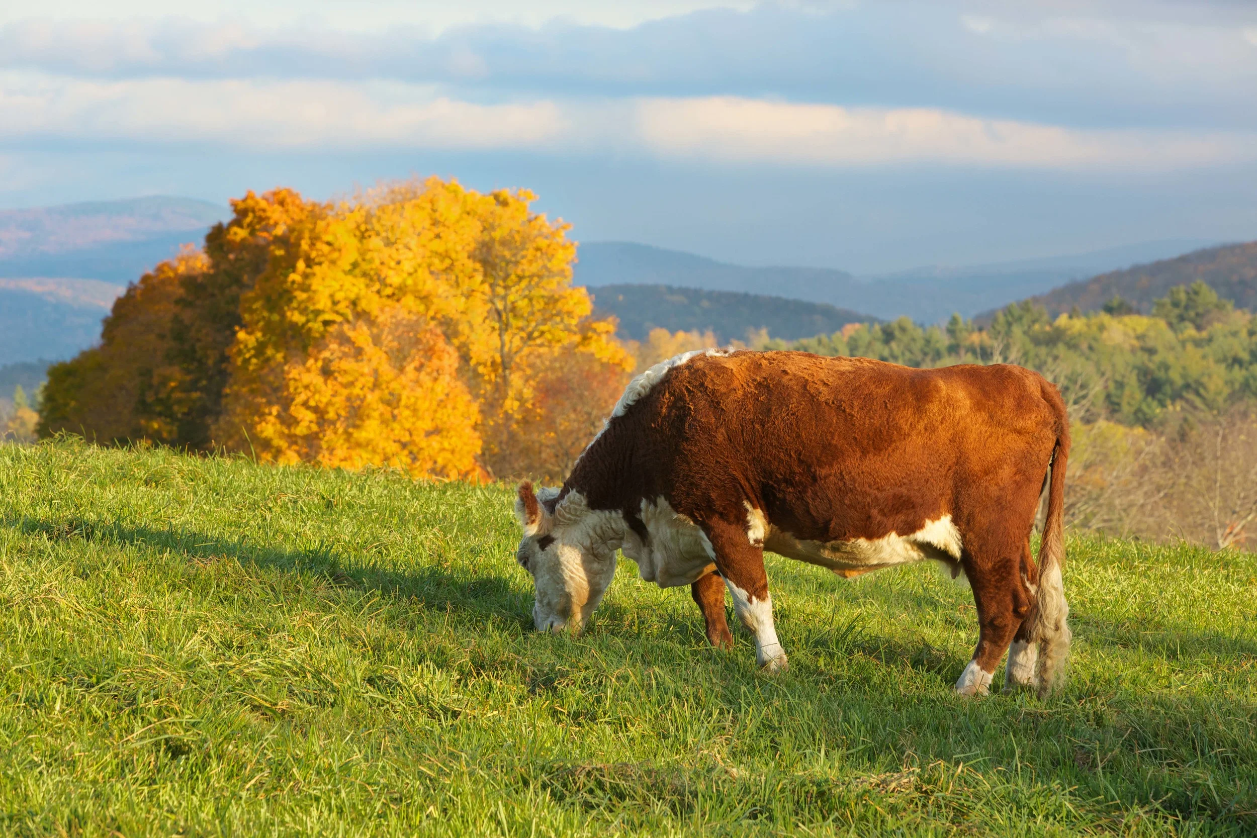 Autumn Hereford PS lR.jpg