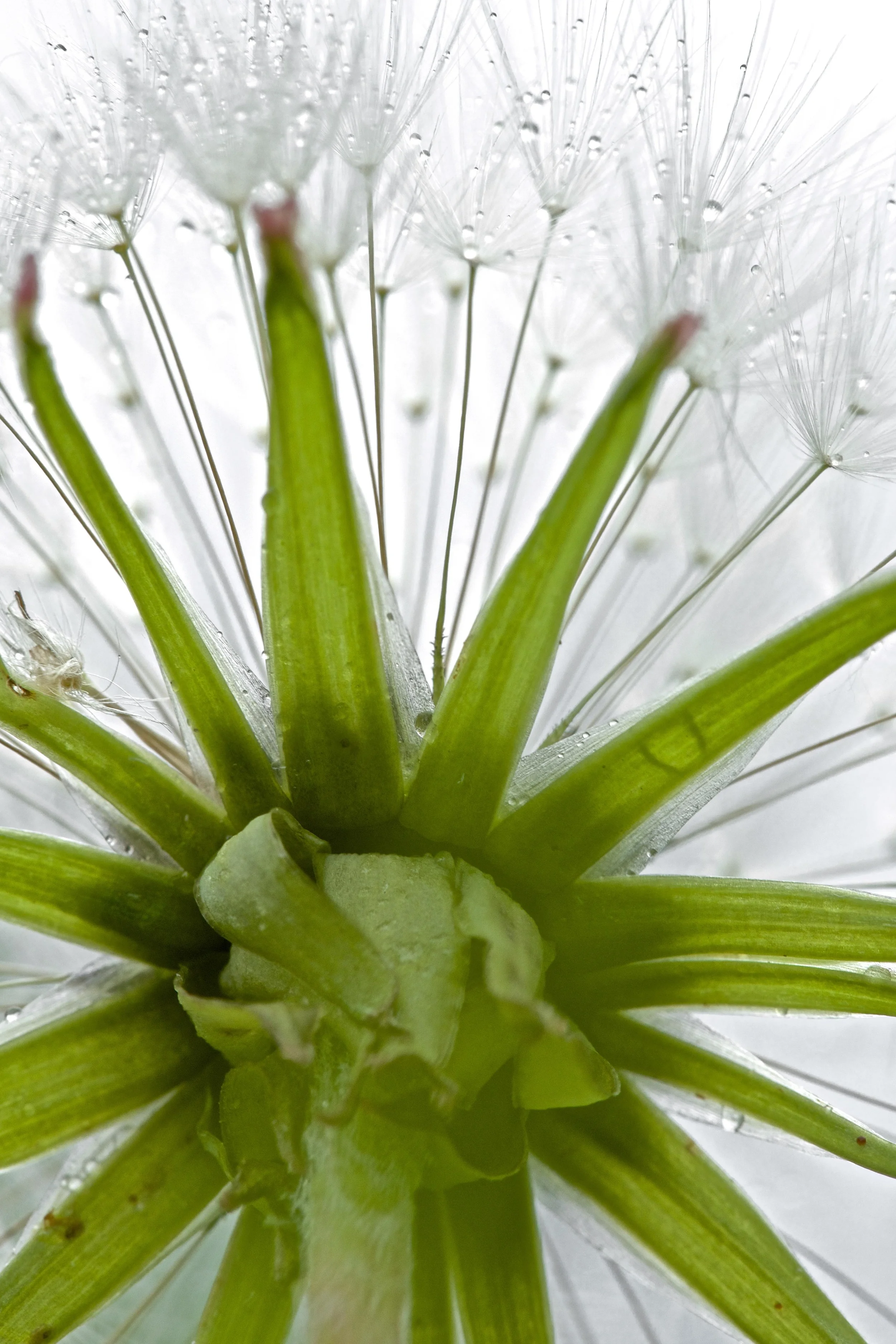 Dandelion Tower PS LR.jpg