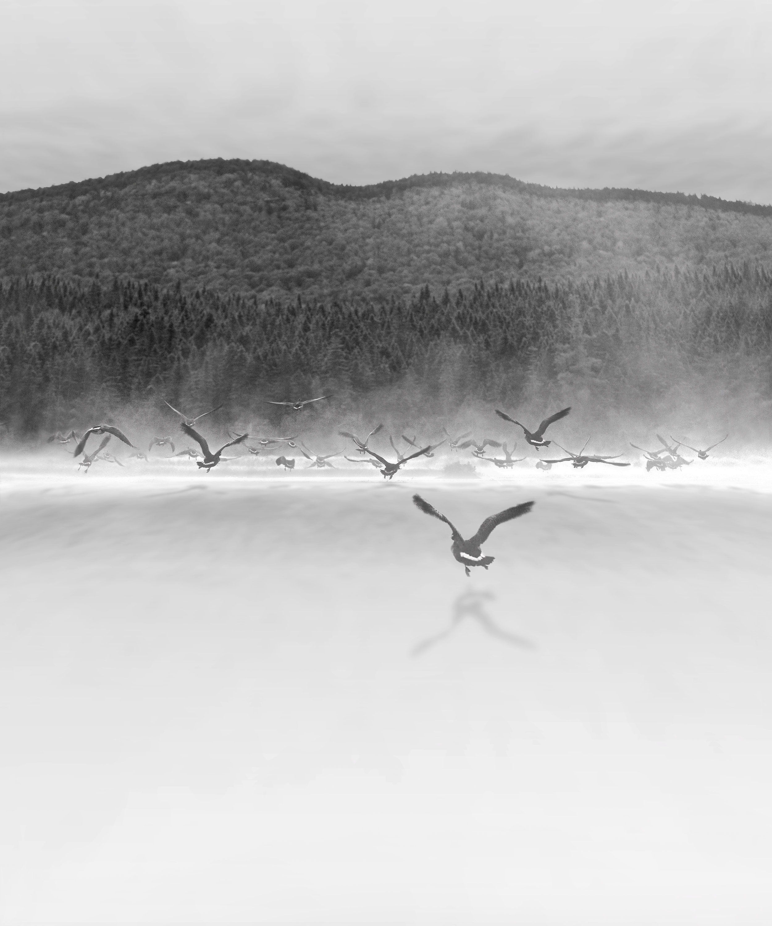 Canada Geese