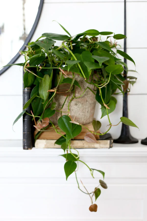 HomeGoods_Modern_Farmhouse_Style_Vintage_Clay_Pots_Plum_Pretty_Web.jpg