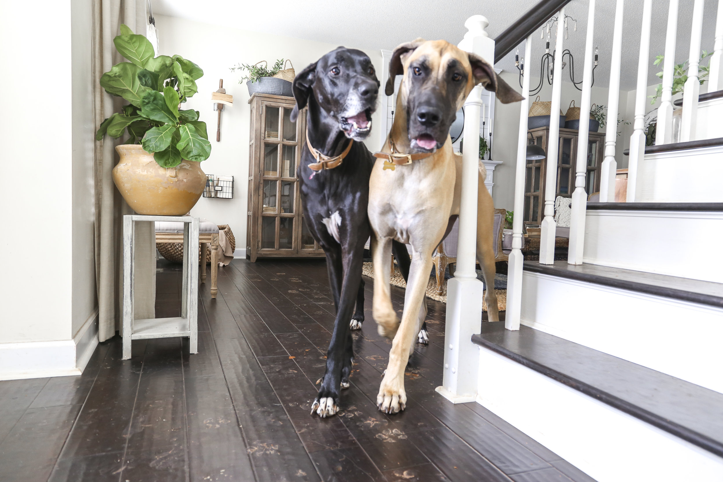 House And Floors Clean With Pets, Best Way To Keep Hardwood Floors Clean With Pets