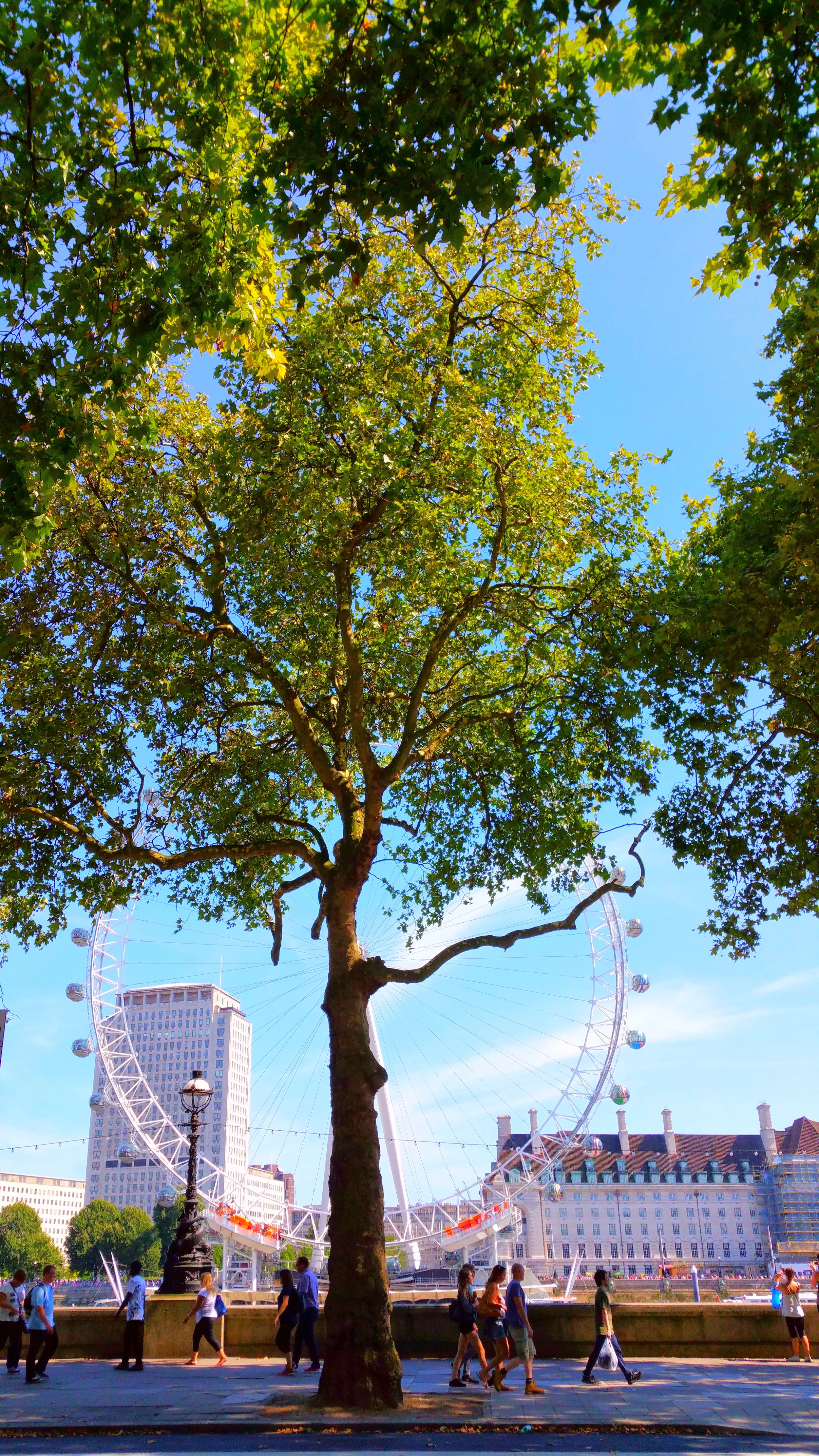 The London Eye from across the Thames