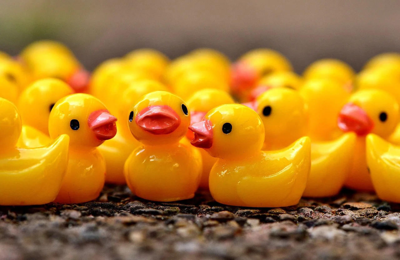 ducky-2482801_1280.jpg