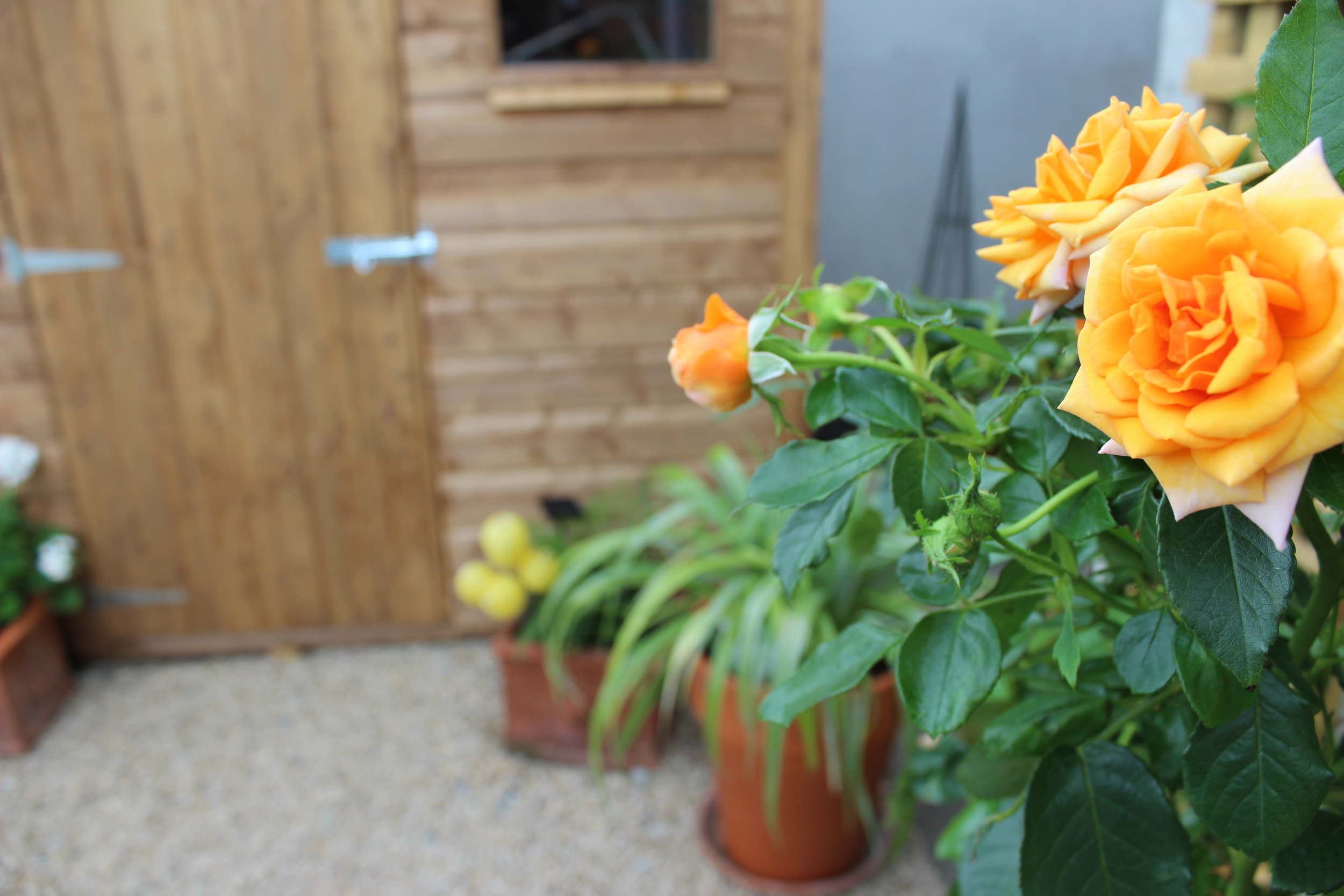 Roses and shed