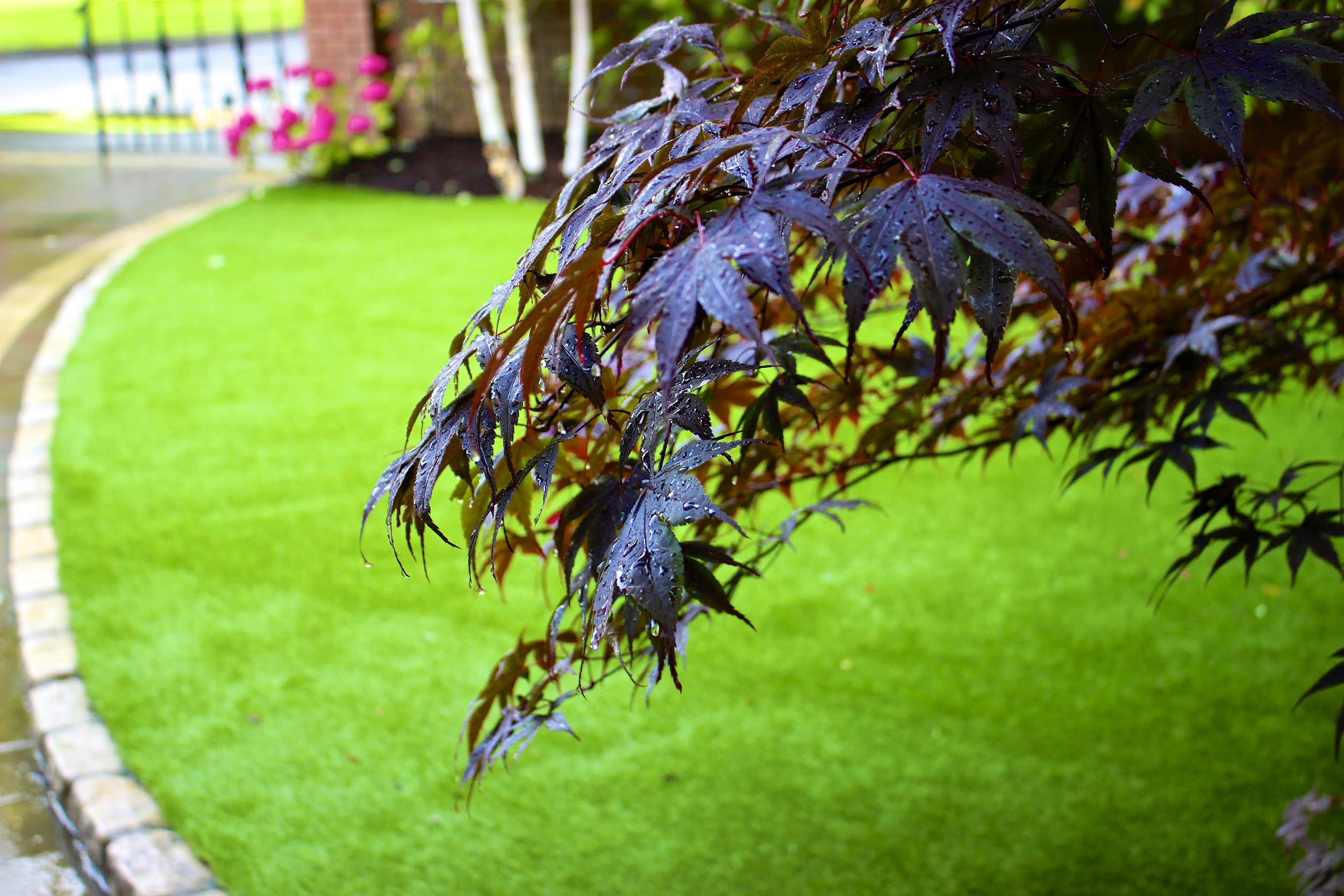 Maple tree and lawn turf 