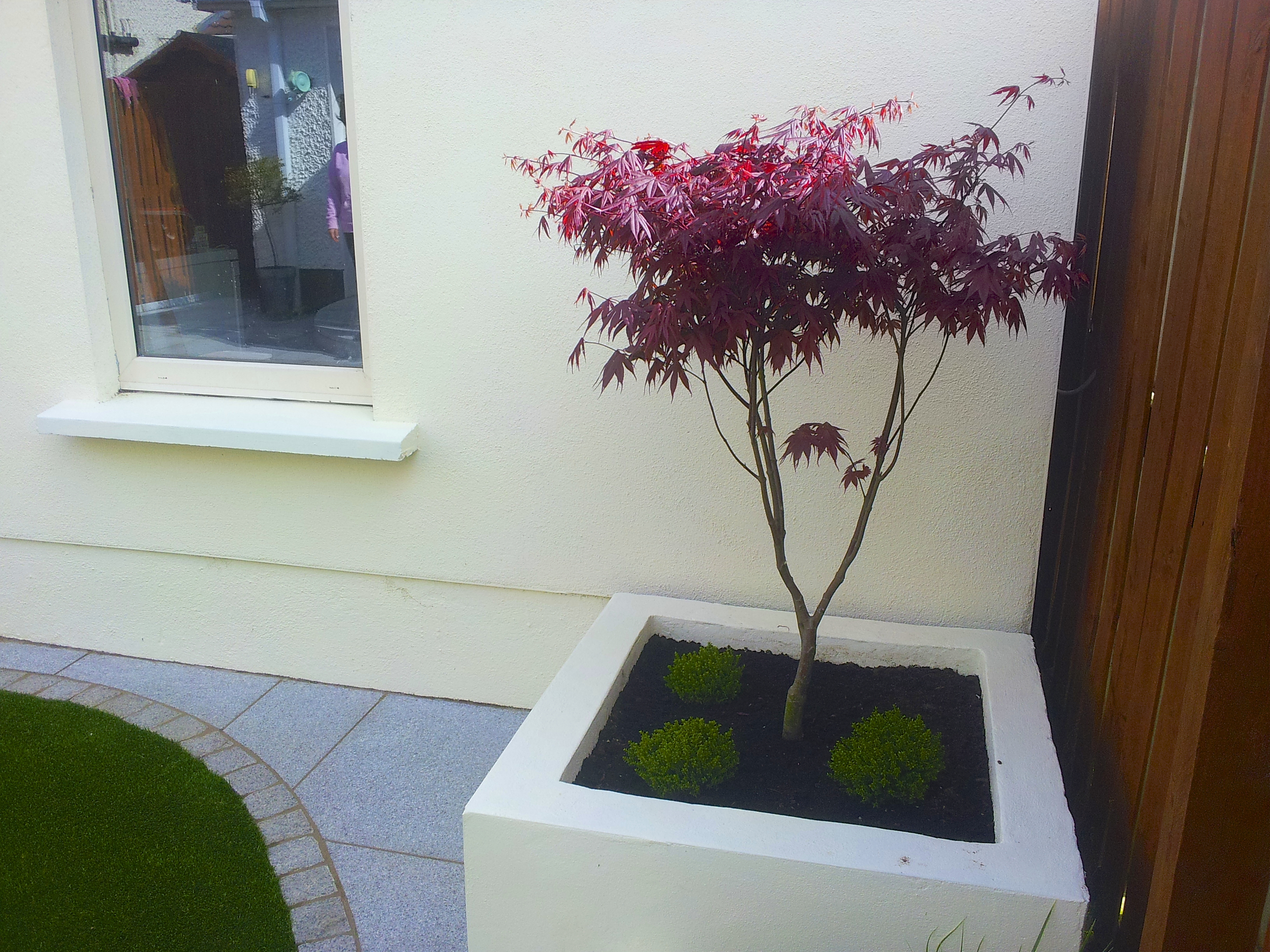 Maple tree and Planter