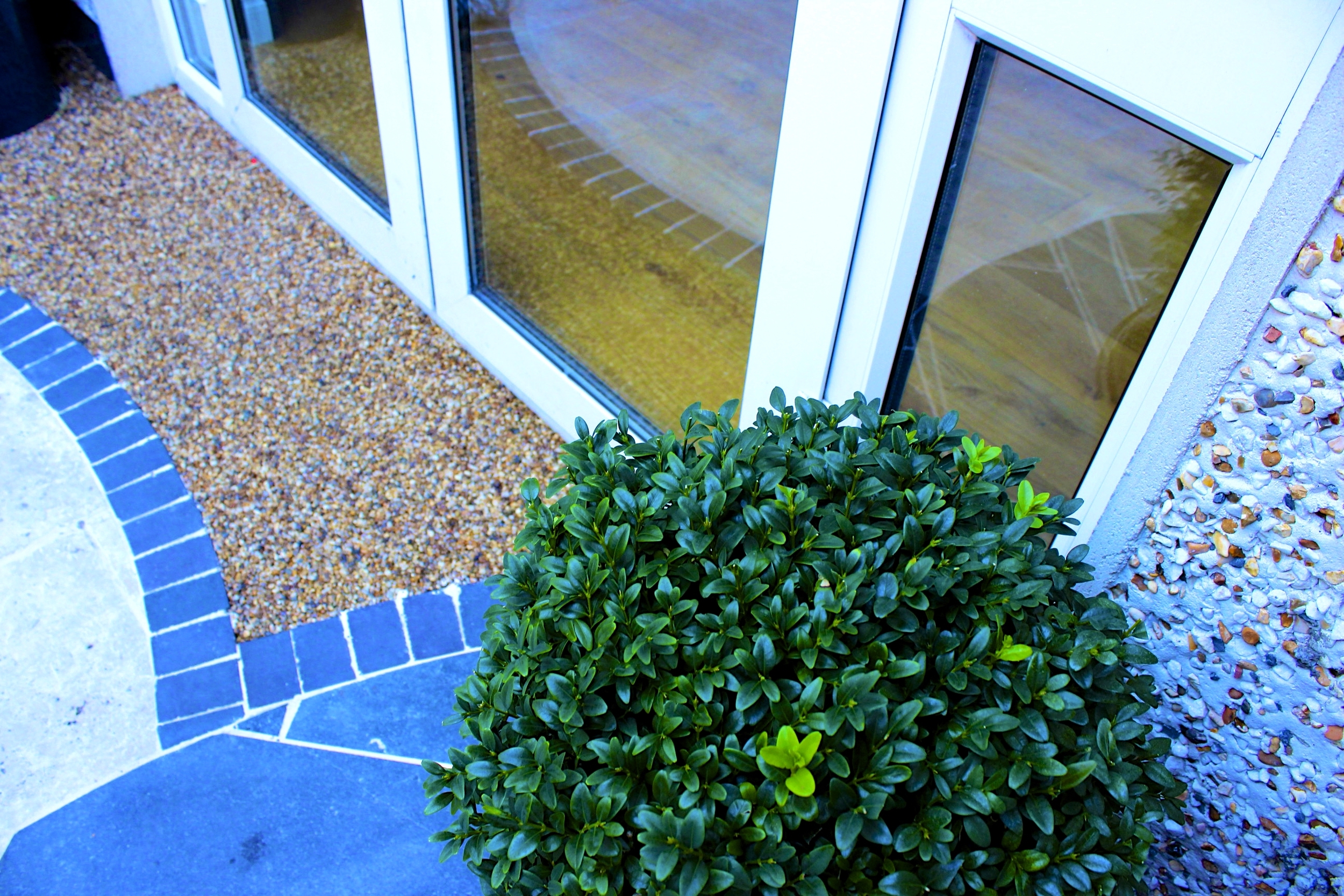 Buxus sphere at Doorstep