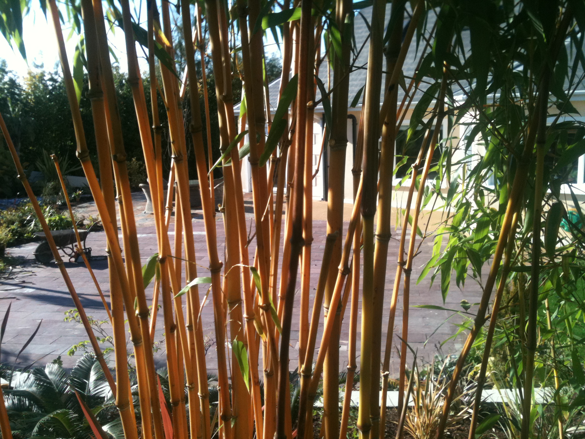 Bamboo clump
