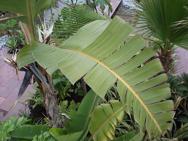 Banana leaf shot.JPG