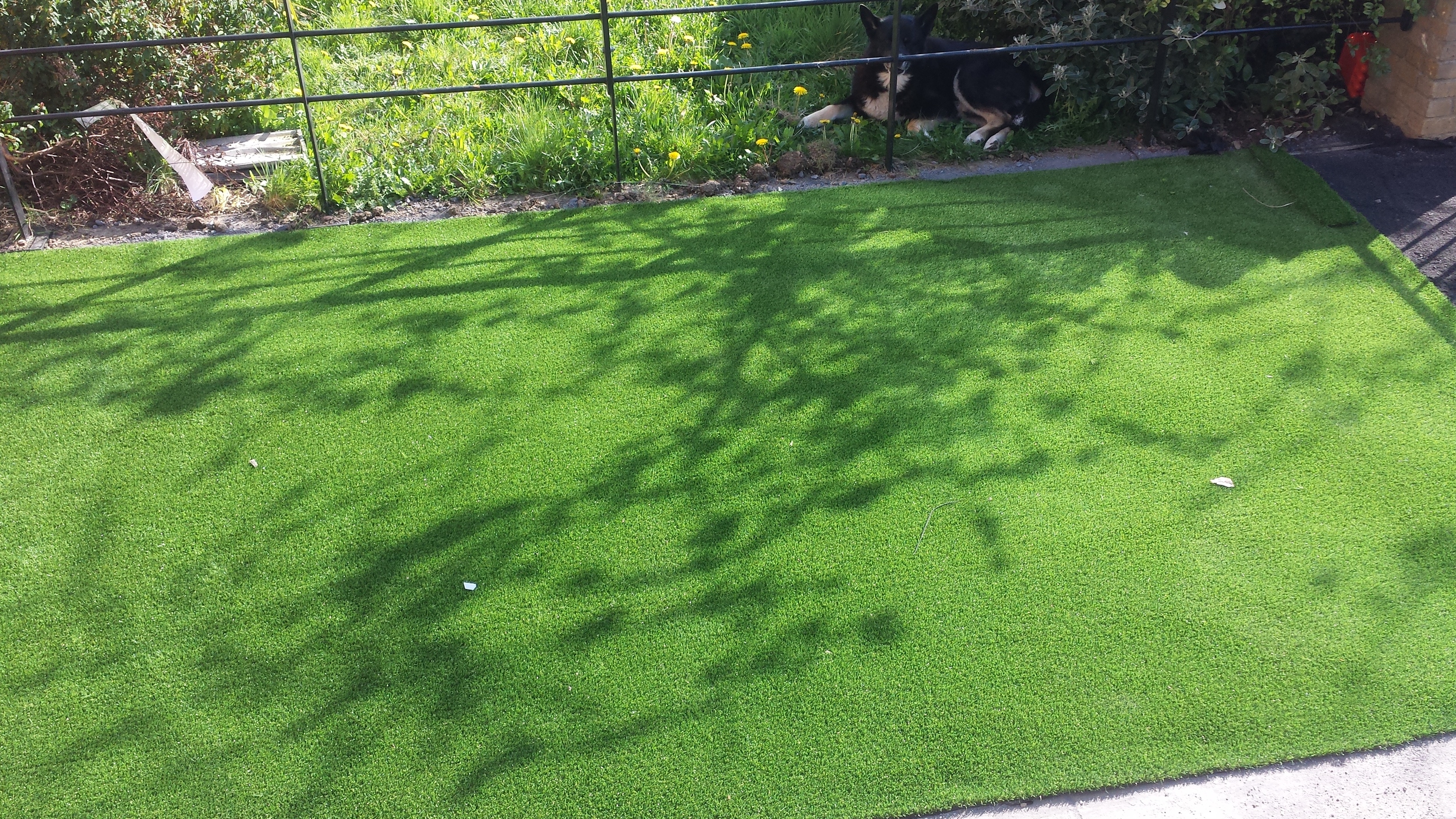 TigerTurf Lawn
