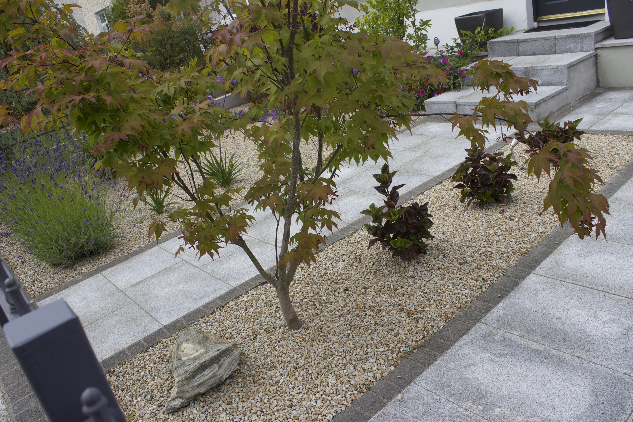 Acer Japonica and Lights