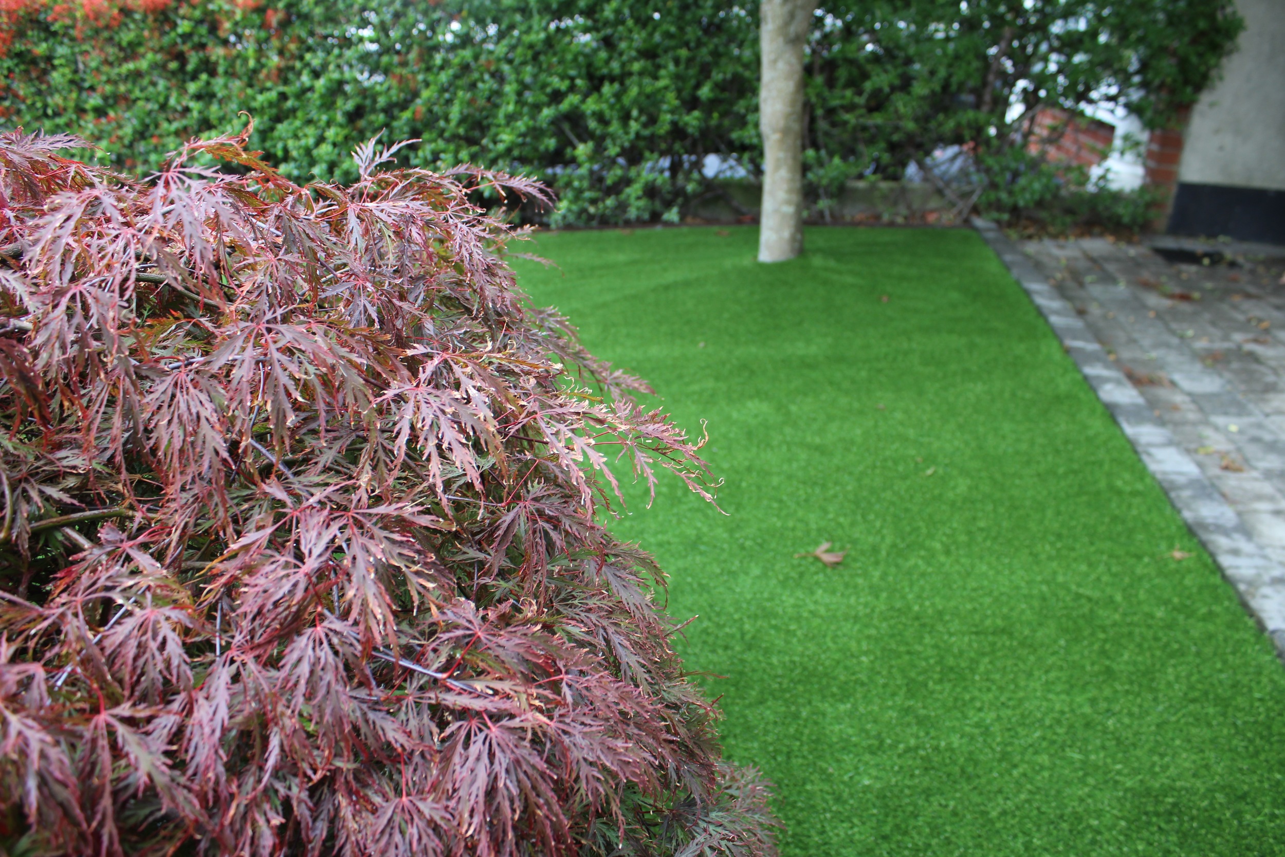 acer japonica and artificial grass.jpg