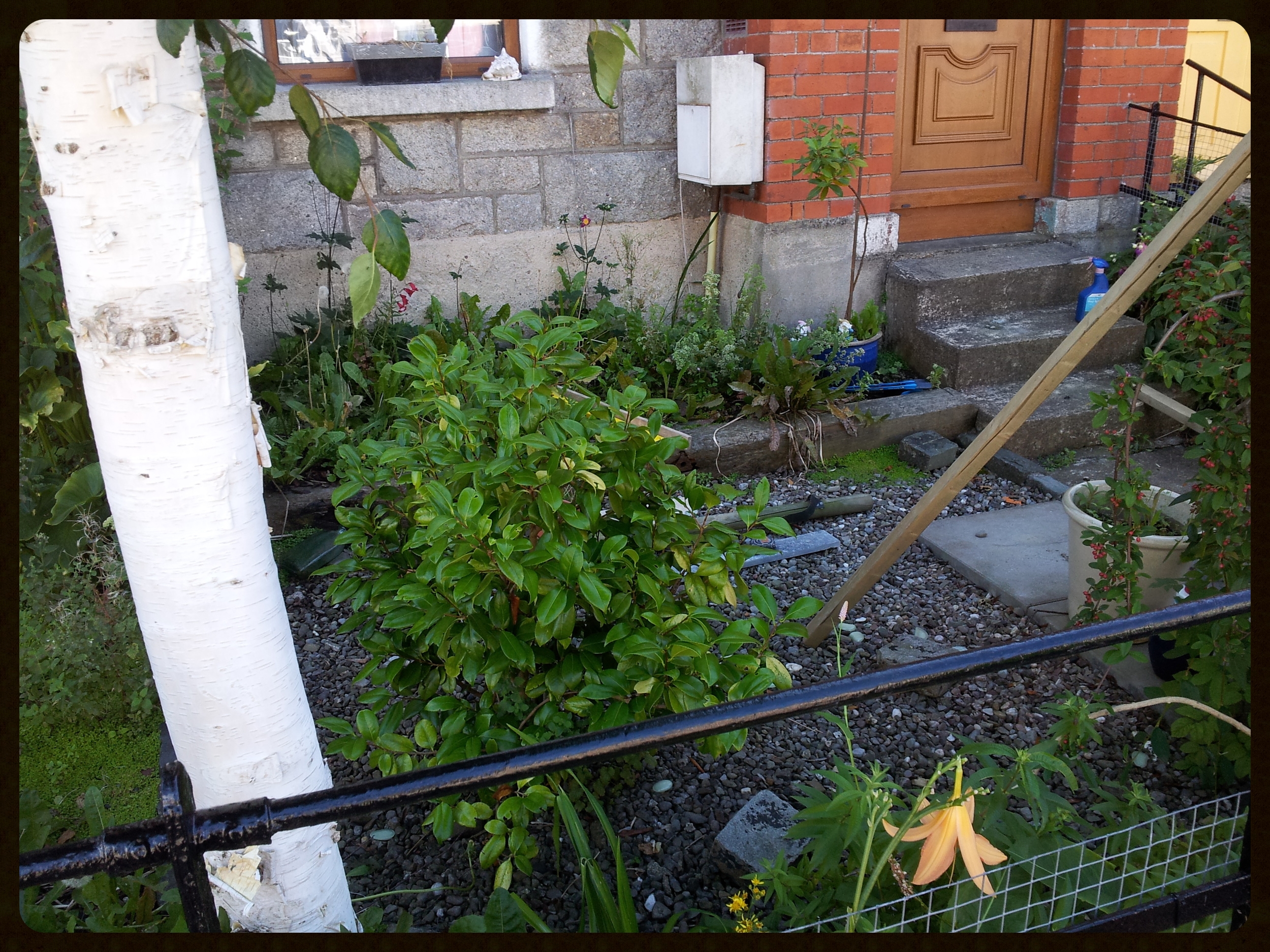 Garden before landscaping