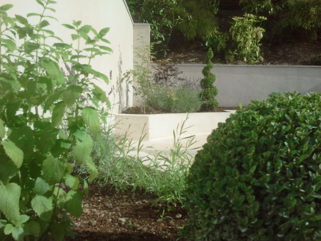 buxus spiral and buxus balls with maples .jpg