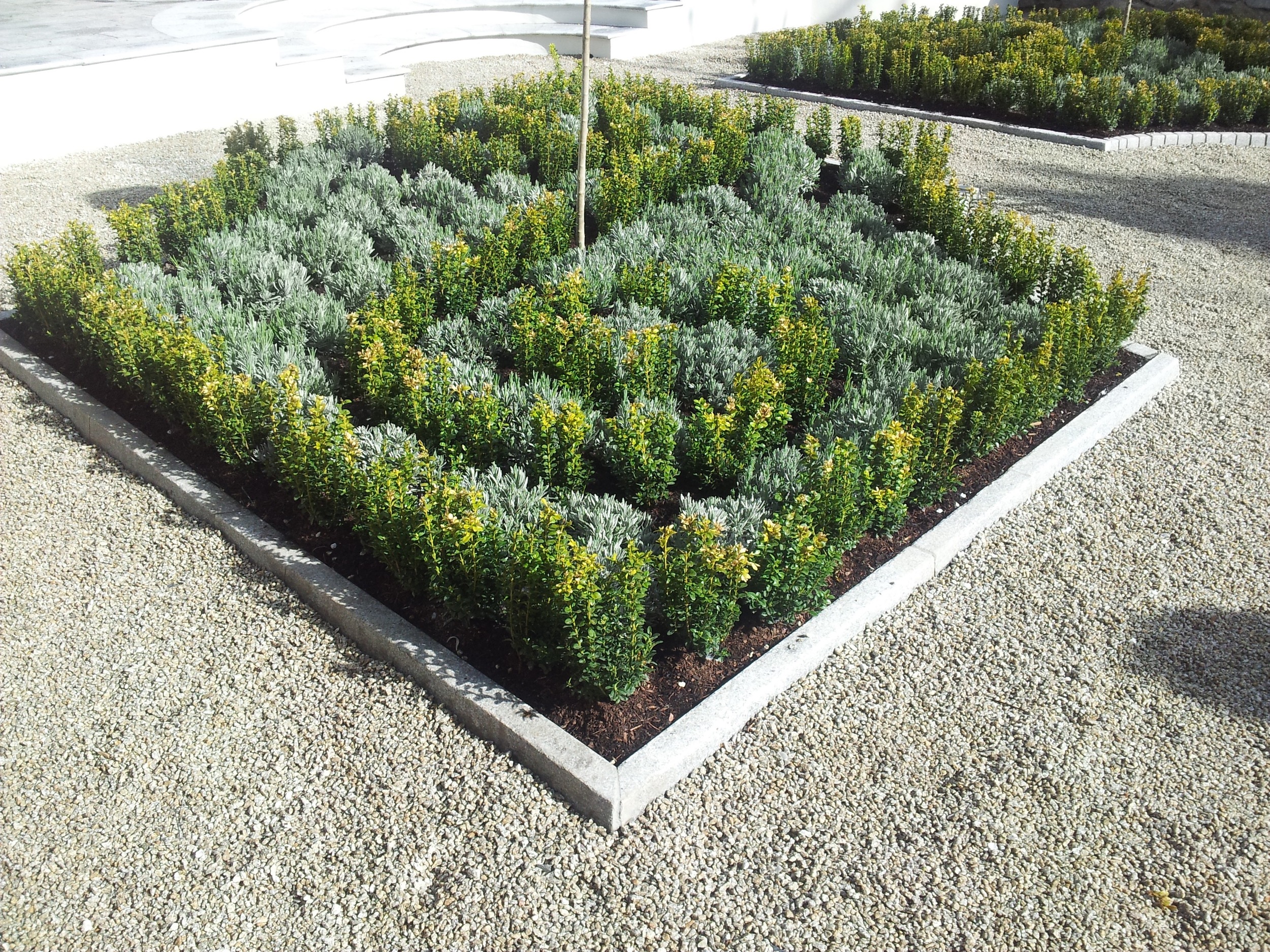 buxus and lavender design.jpg