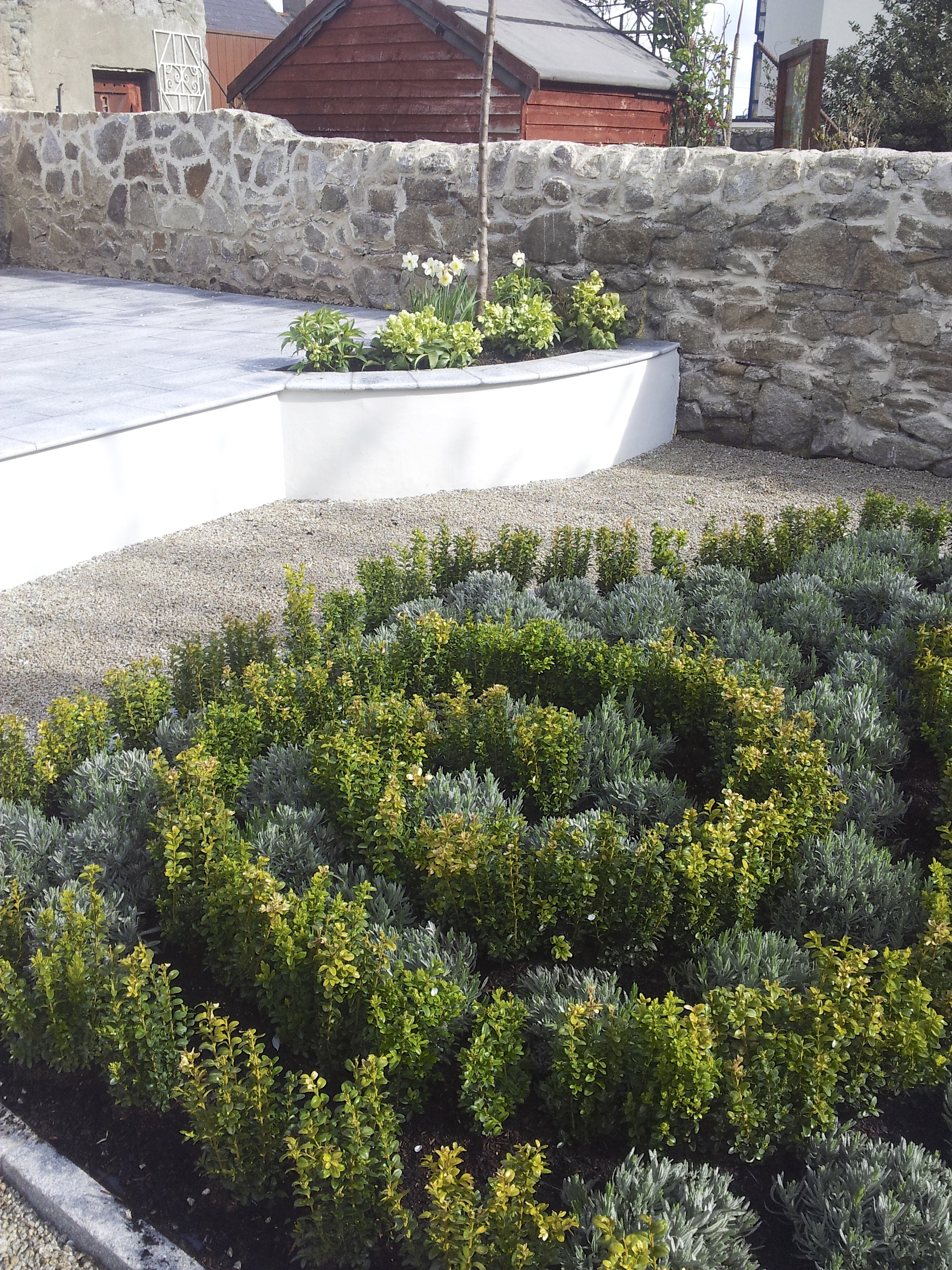 buxus spiral and lavender.jpg