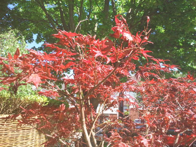 landscaped garden maple tree.jpg