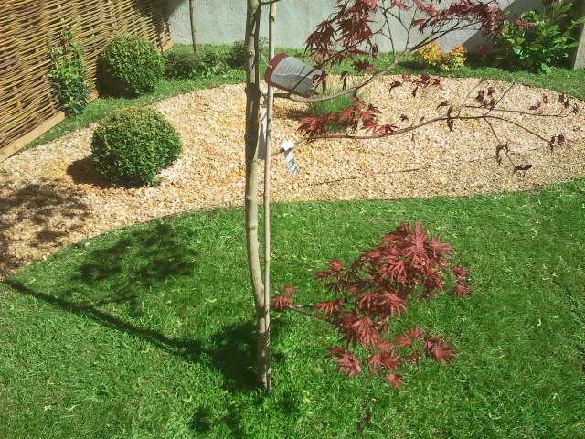 landscaped garden lawn and maple.jpg