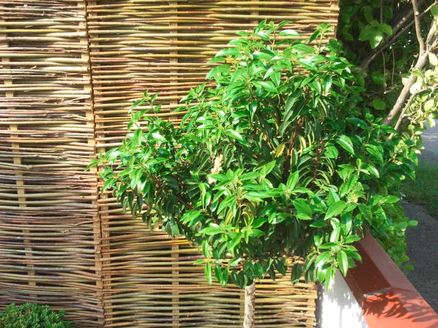 portugese laurel tree
