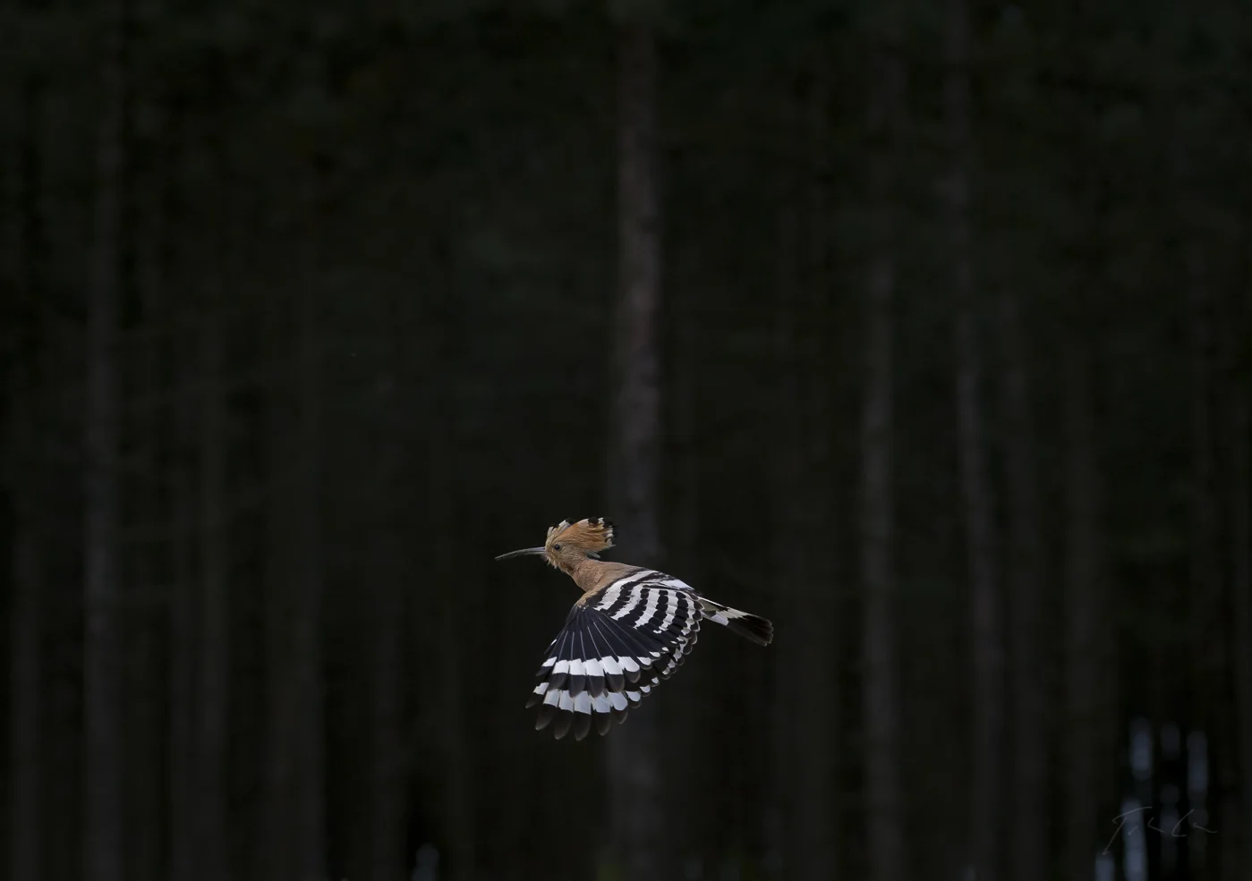 Hoopoe (Upupa epops)