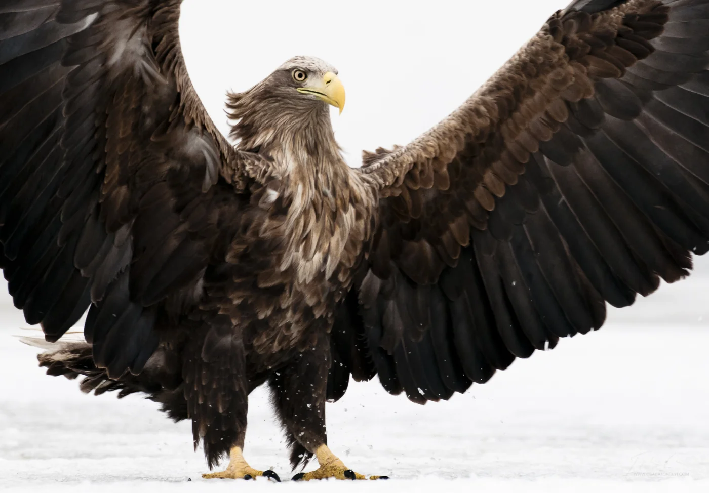 White-tailed eagle (Haliaeetus albicilla)