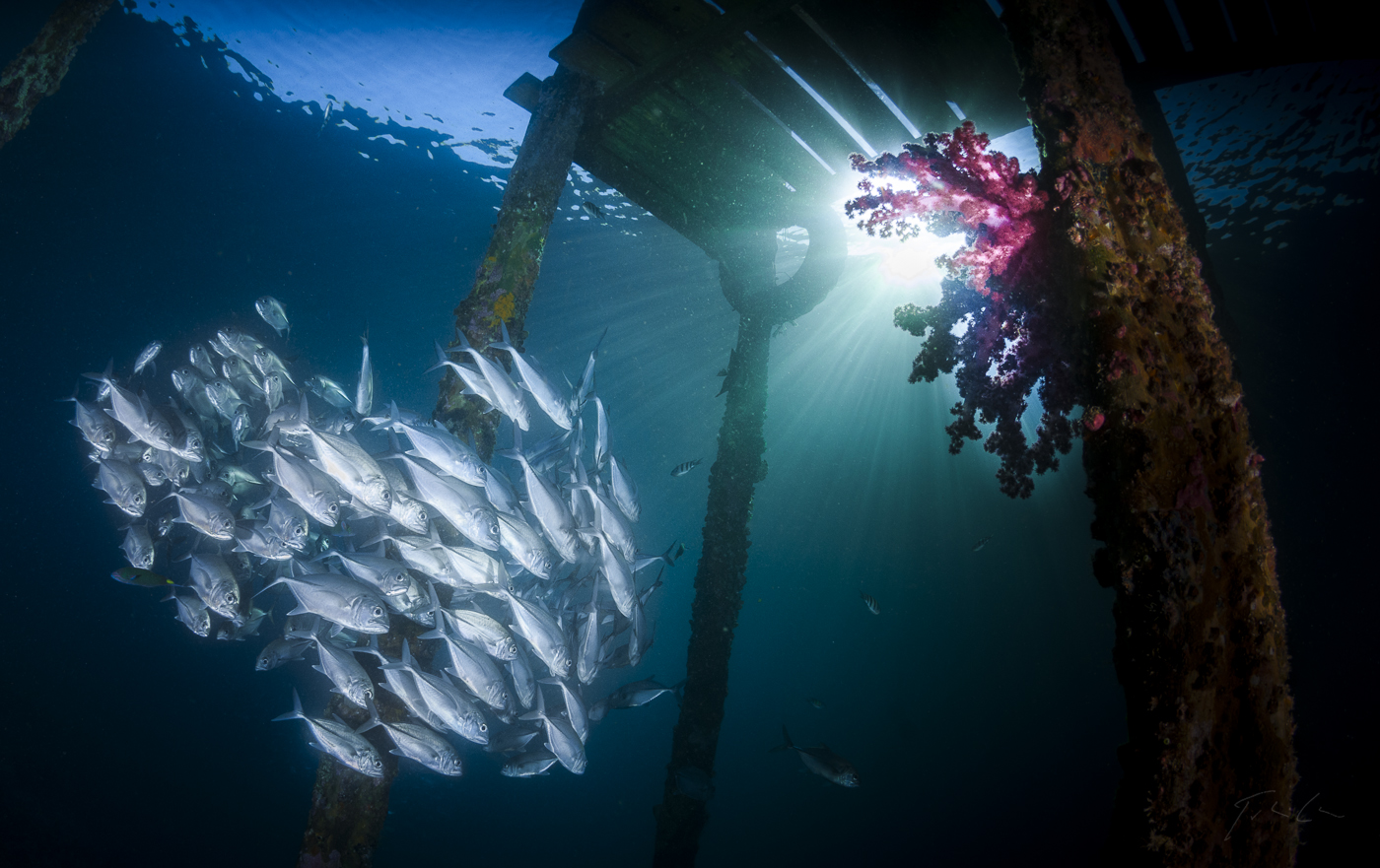 Jackfish and Soft Coral