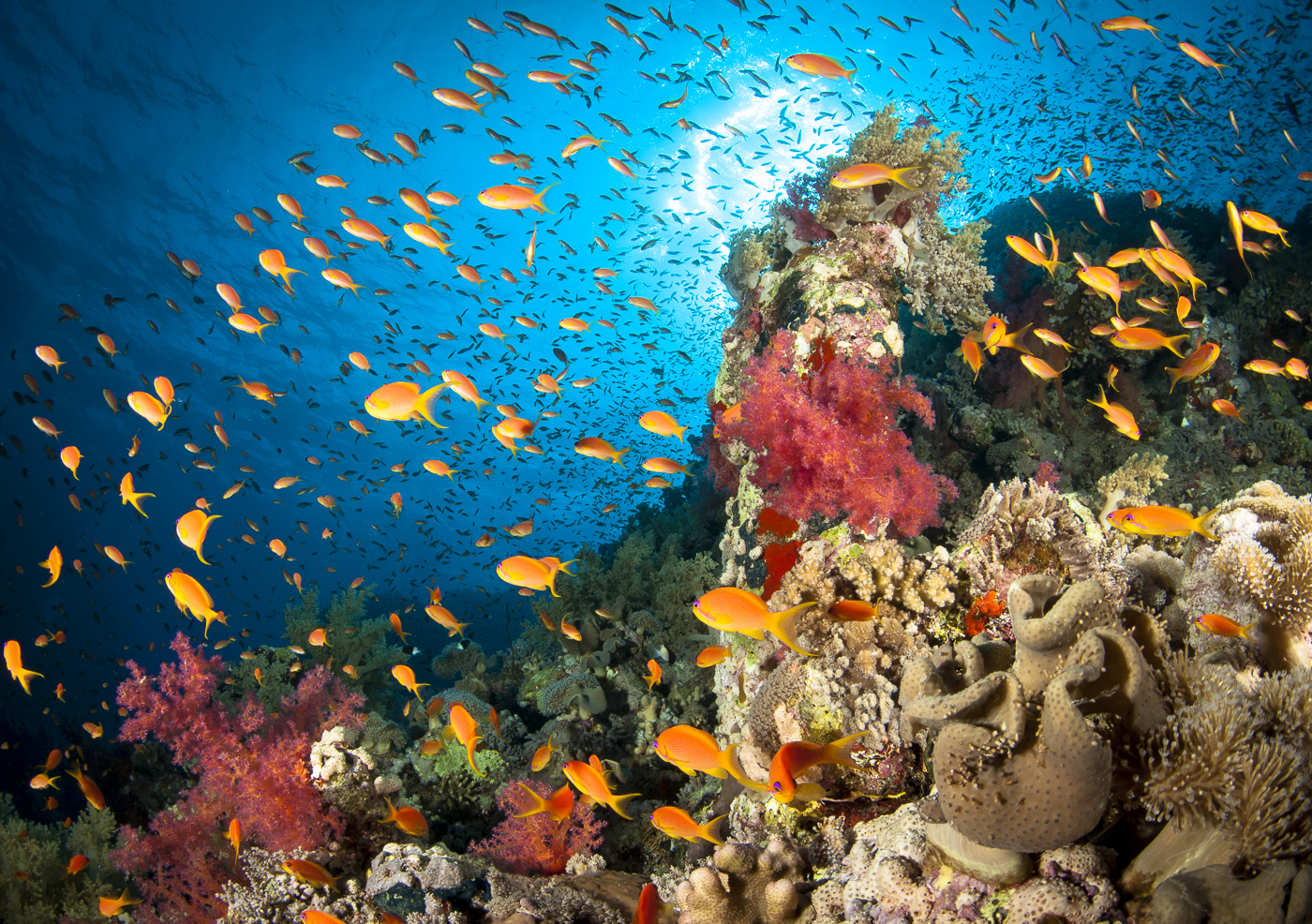 Reef life