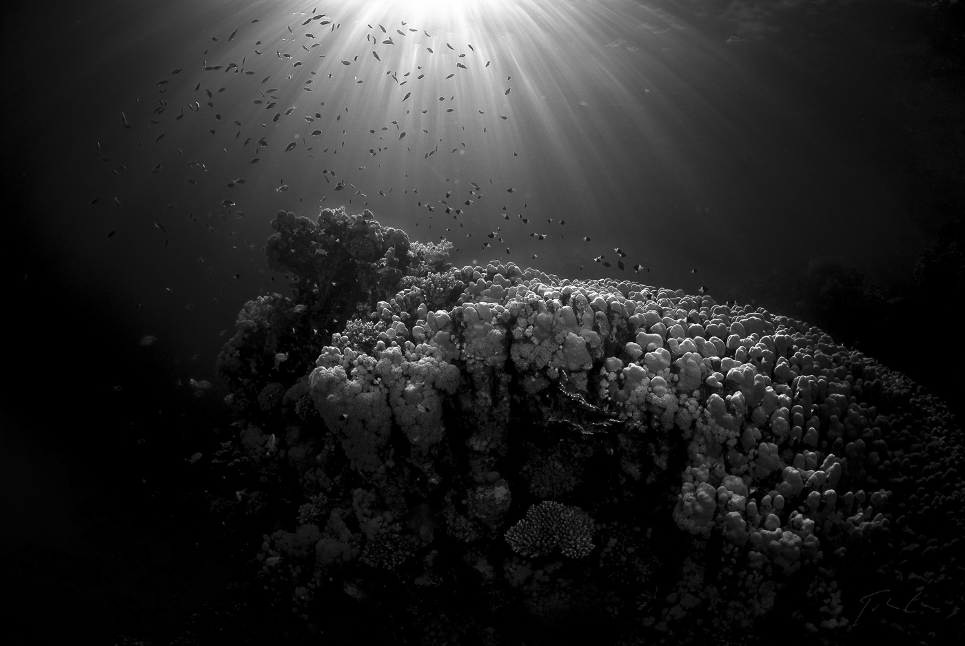 Reef scene