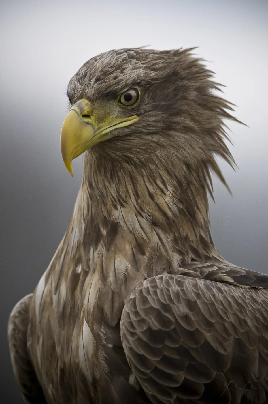 White-tailed eagle / Rétisas (Haliaeetus albicilla)