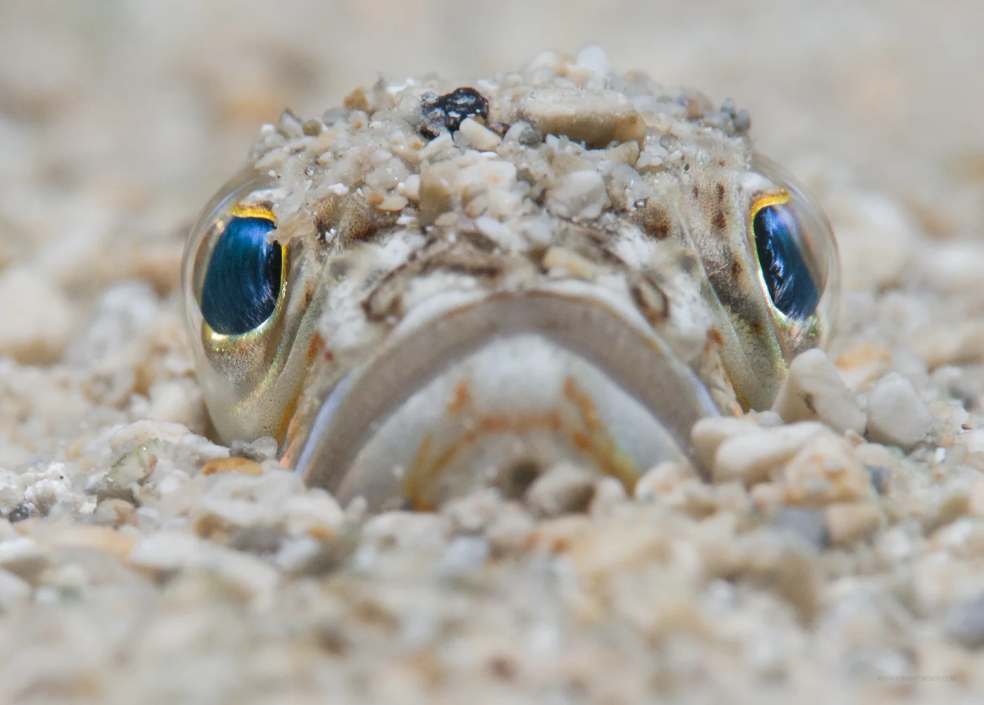 Greater weever (Trachinus draco)