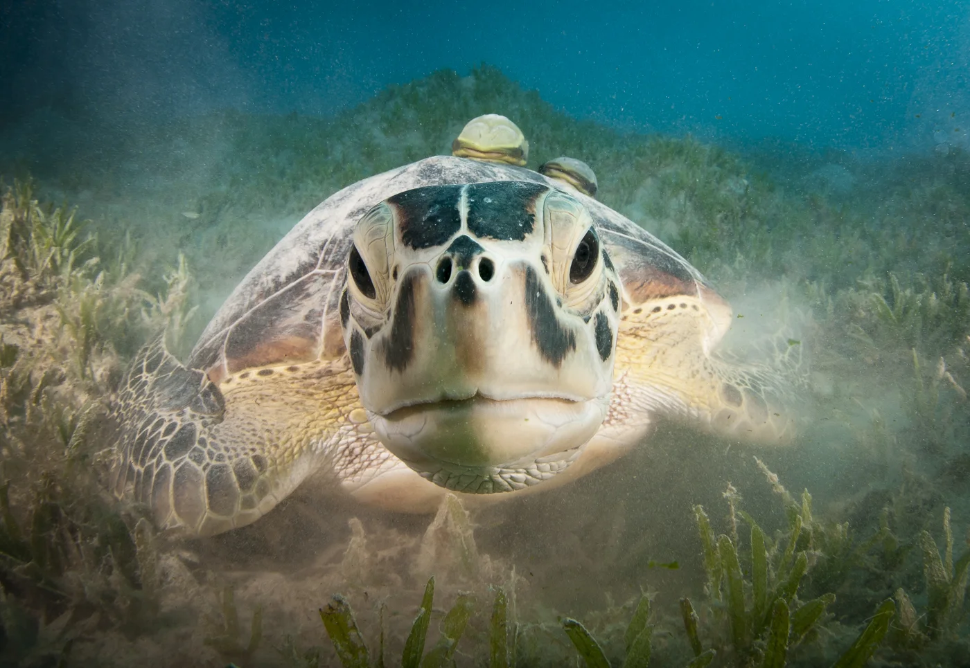Green turtle (Chelonia mydas)