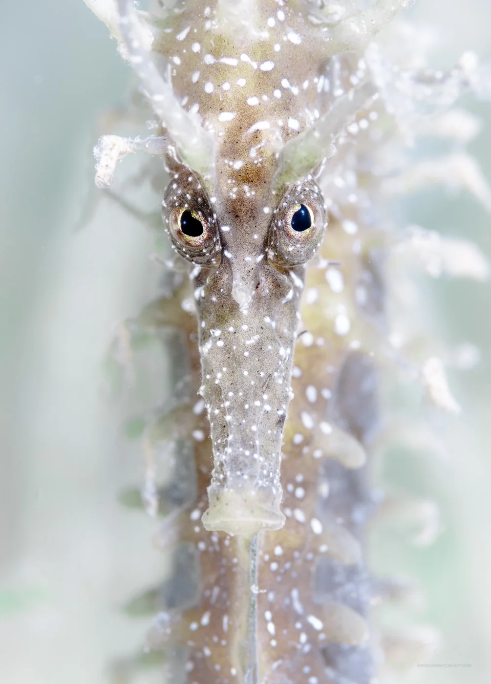 Longsnout seahorse (Hippocampus guttulatus)
