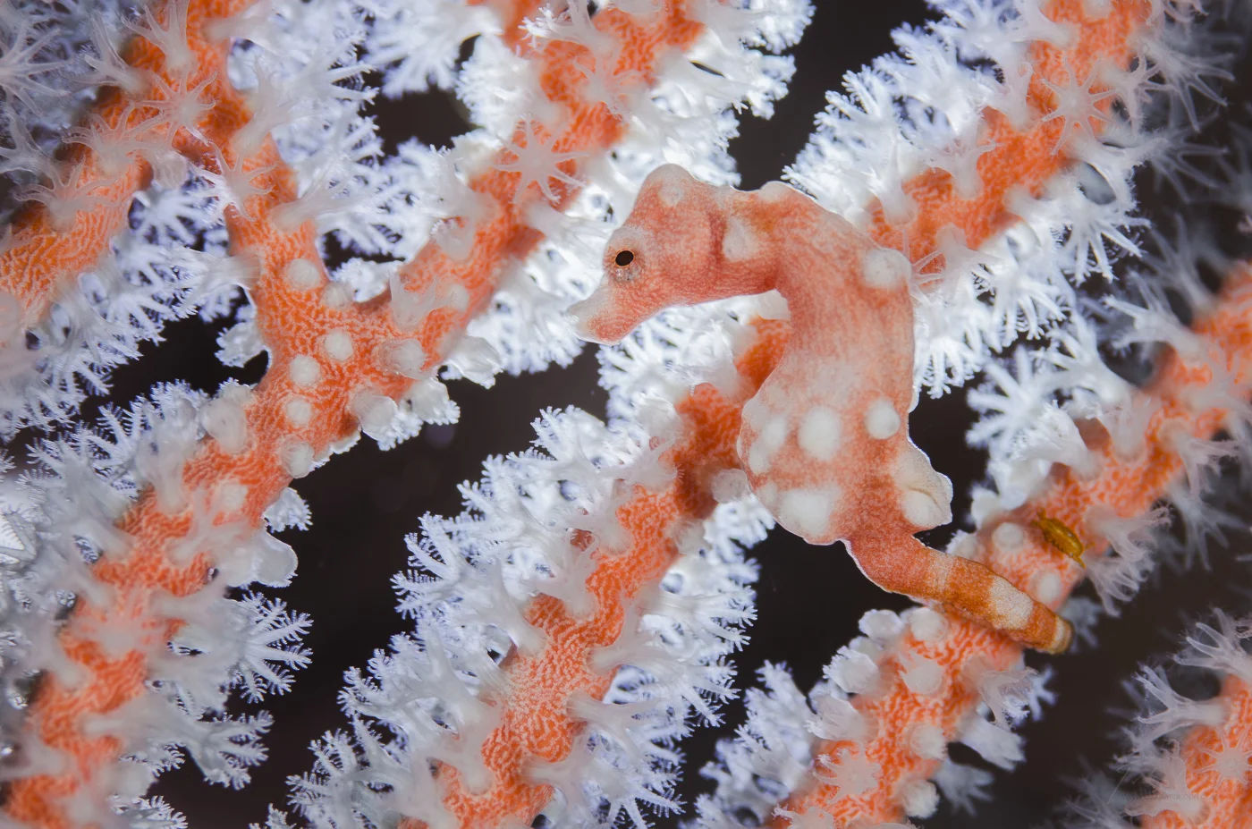 Hippocampus Denise