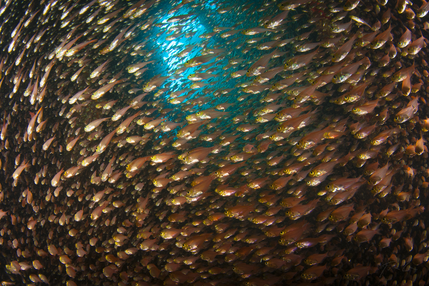 Swarm