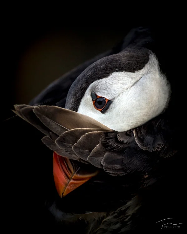 Atlantic puffin (Fratercula arctica)