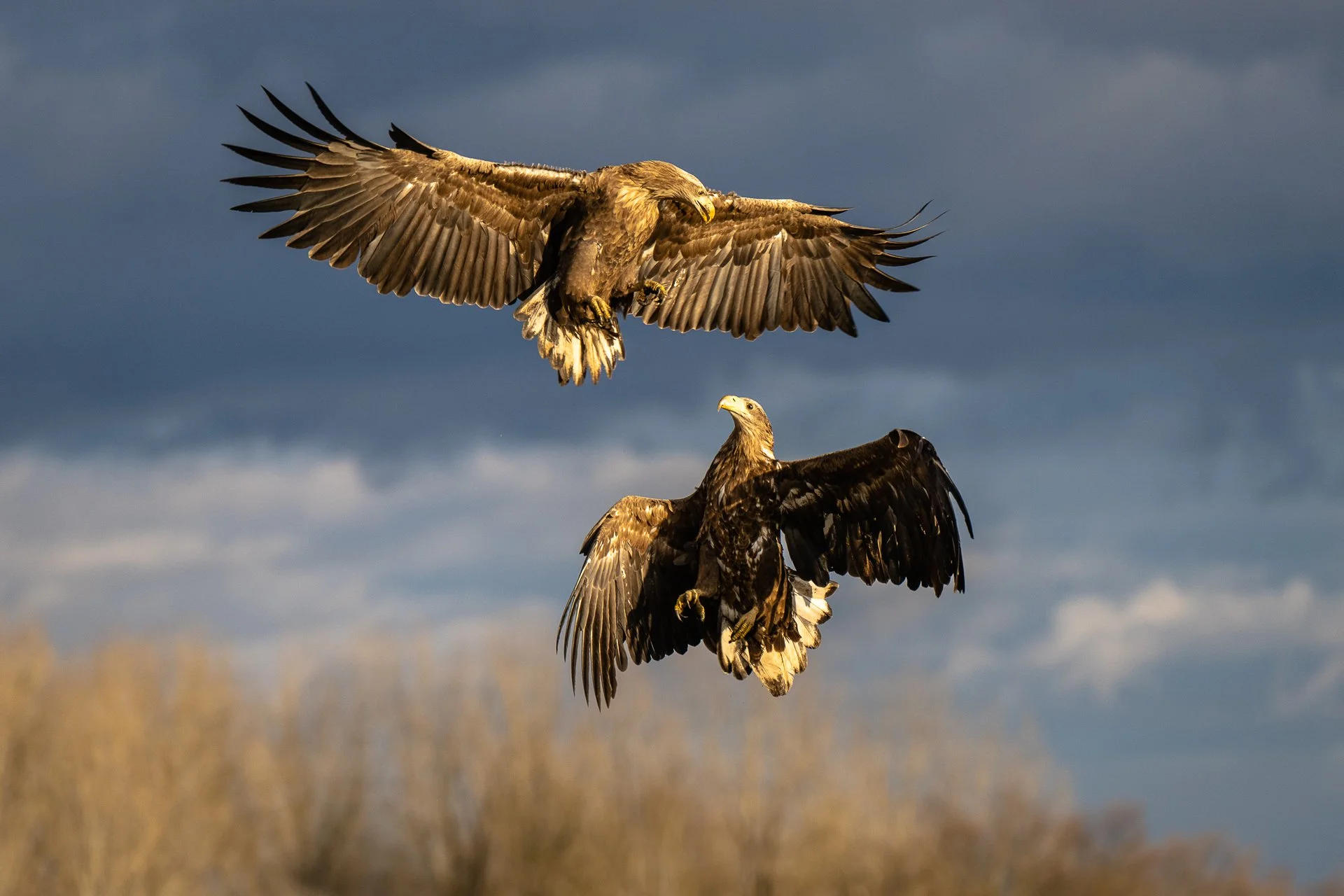 Eagle ballet
