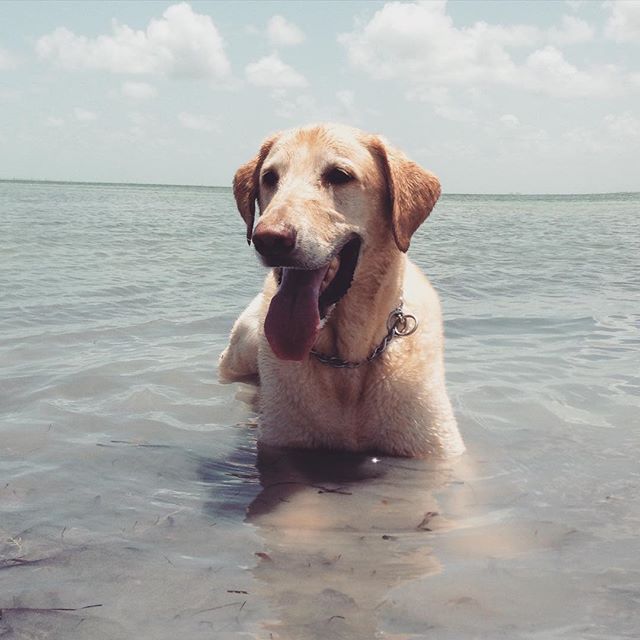 Make peace not war!! #dog #dogsofinstagram #pet #petsofinstagram #labrador #beach #peace #doglover #dogoftheday #dogstagram #doggy #petsittersanytime #petsagram #doglover #miami #dogsrule #life #happiness
