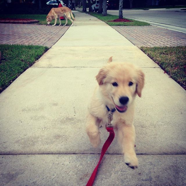 In my household, taking the dogs for a walk is an activity as essential as eating breakfast

#dog #dogsofinstagram #dogs #dogstagram #doglover #doggy #petsittersanytime #goldenretriever #pet #pets #petstagram #petsofinstagram #petsagram #petsitter #d